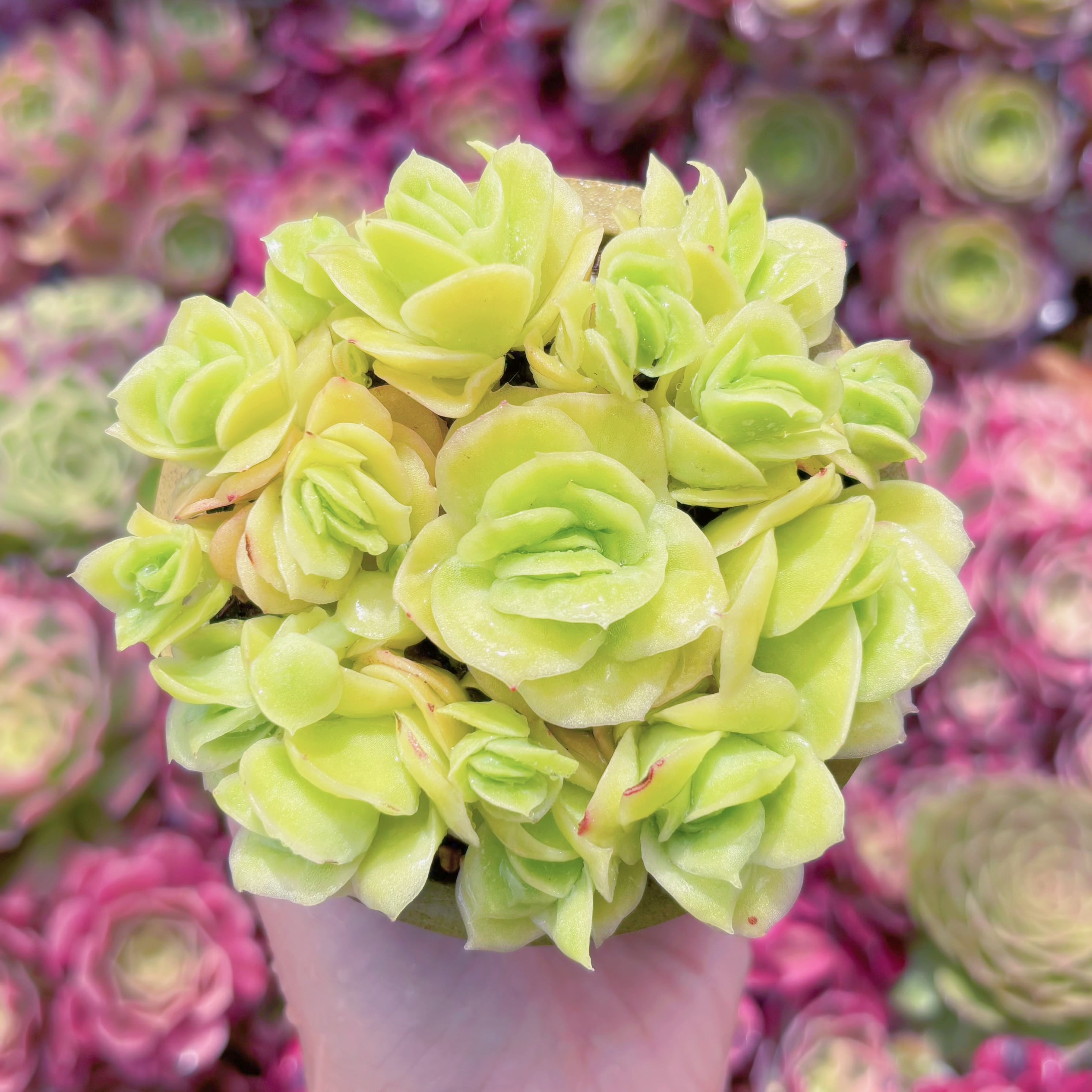 多肉植物　アイスラブリーローズ錦(7苗)　新入荷　るる農園