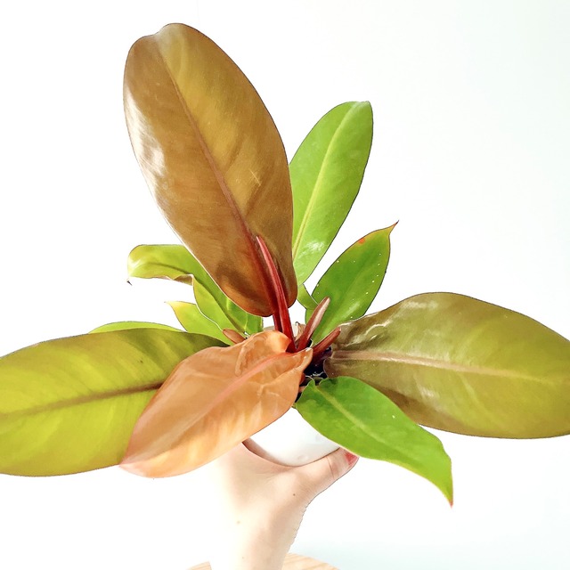 フィロデンドロン プリンスオブオレンジ 一気に垢抜ける 観葉植物 calm cafe