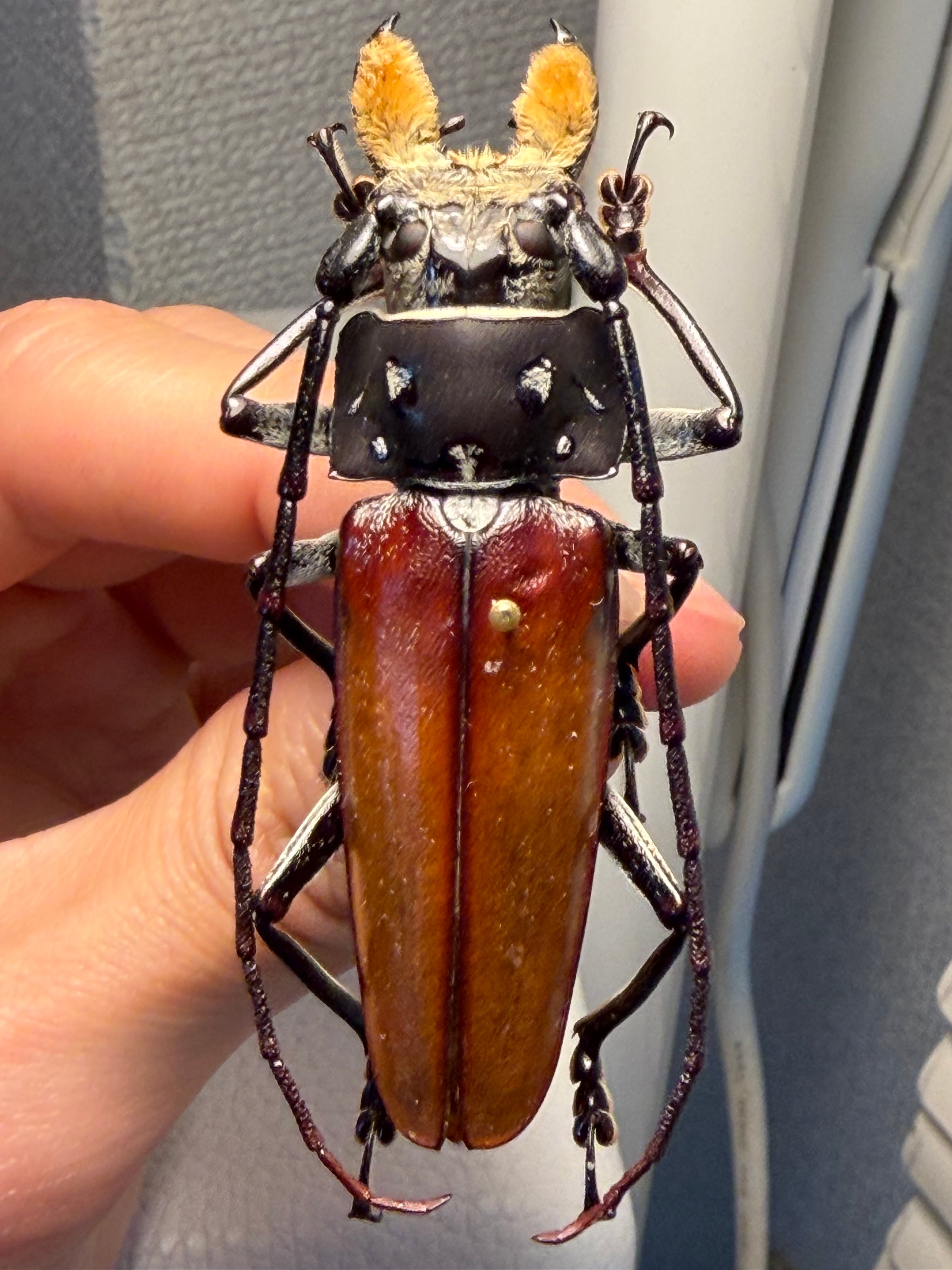 66mm】顎が剛毛なアラゲオオウスバカミキリ 甲虫昆虫標本タランチュラ
