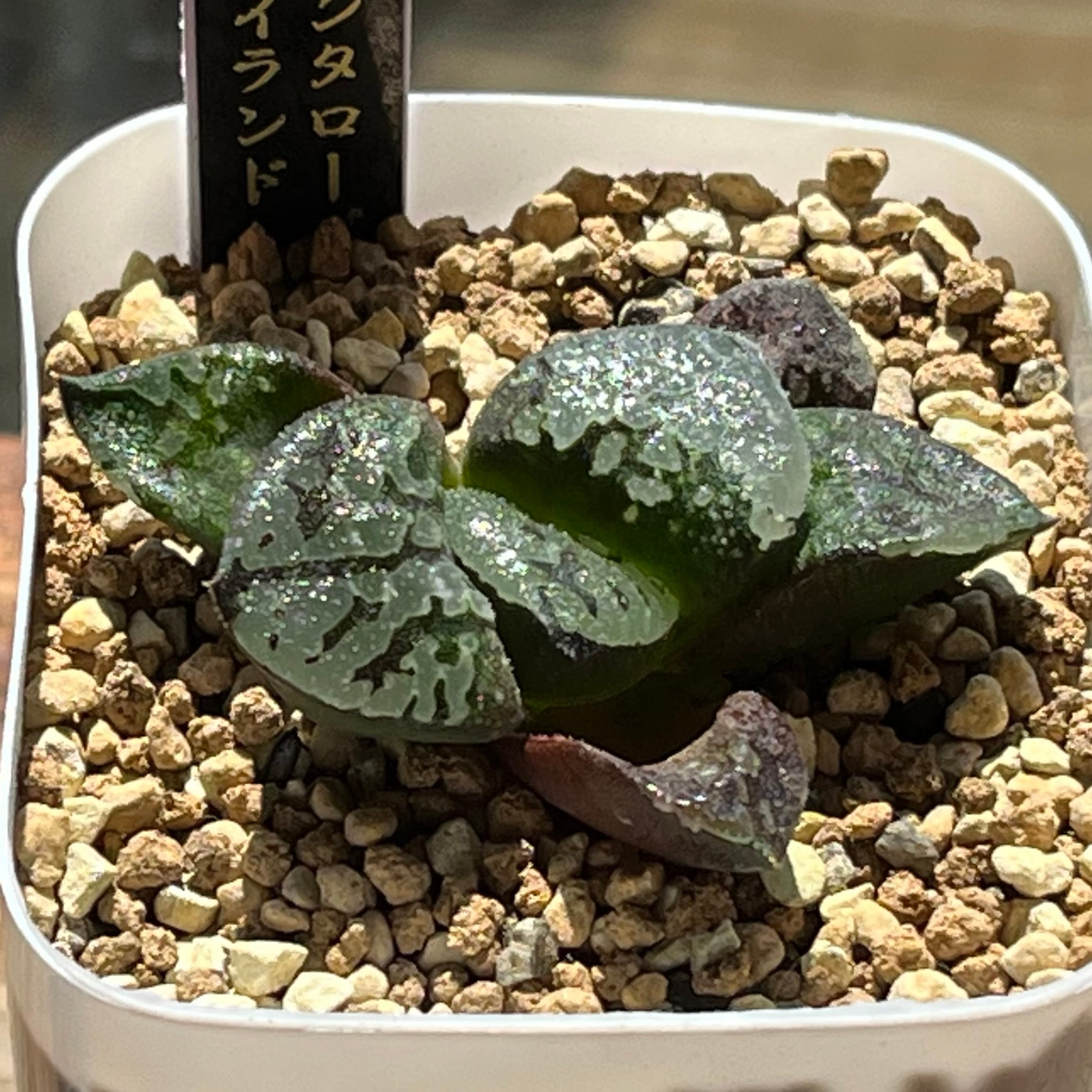 ハオルチア アトロフスカミュータント錦 | mocono_plants