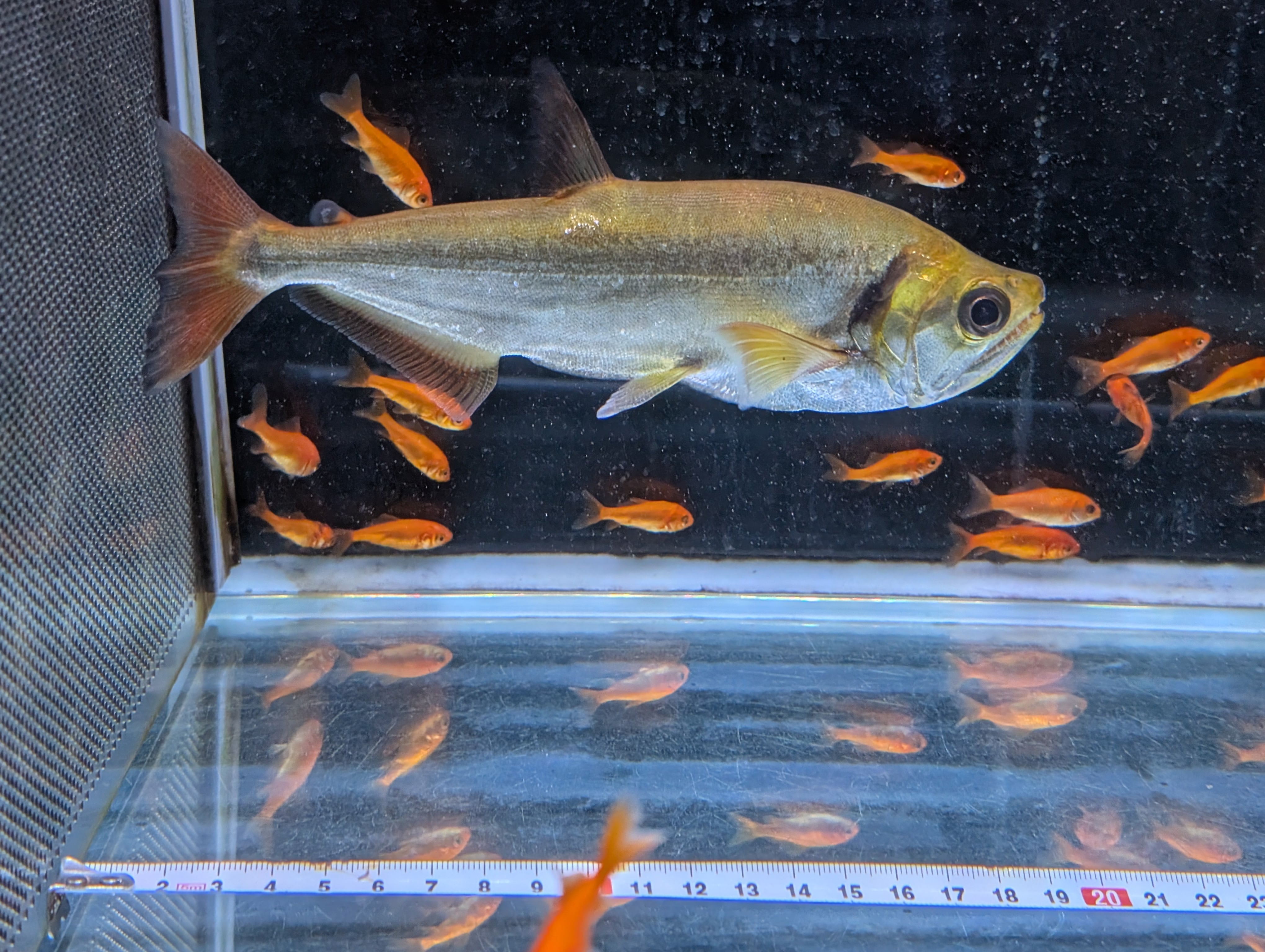 50,000円 | アロワナ等の大型魚・熱帯魚のオンライン販売店 AROHOLIC