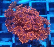 Goniopora FromMakassar RedFrag 17