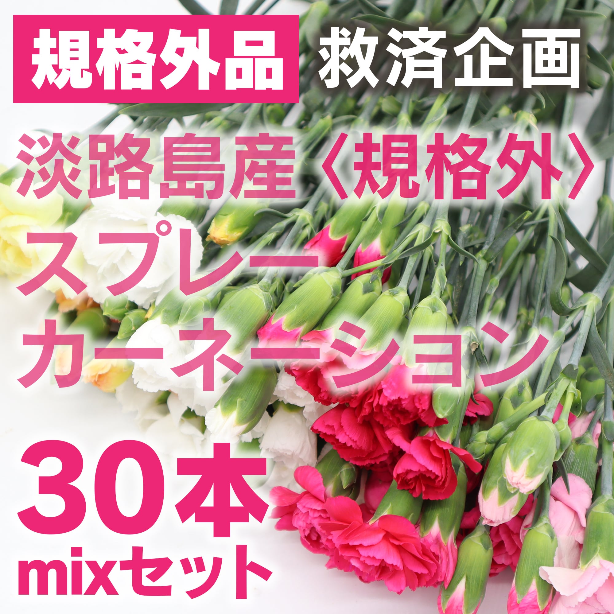 規格外品】スプレーカーネーション30本ミックス｜淡路島産｜切り花