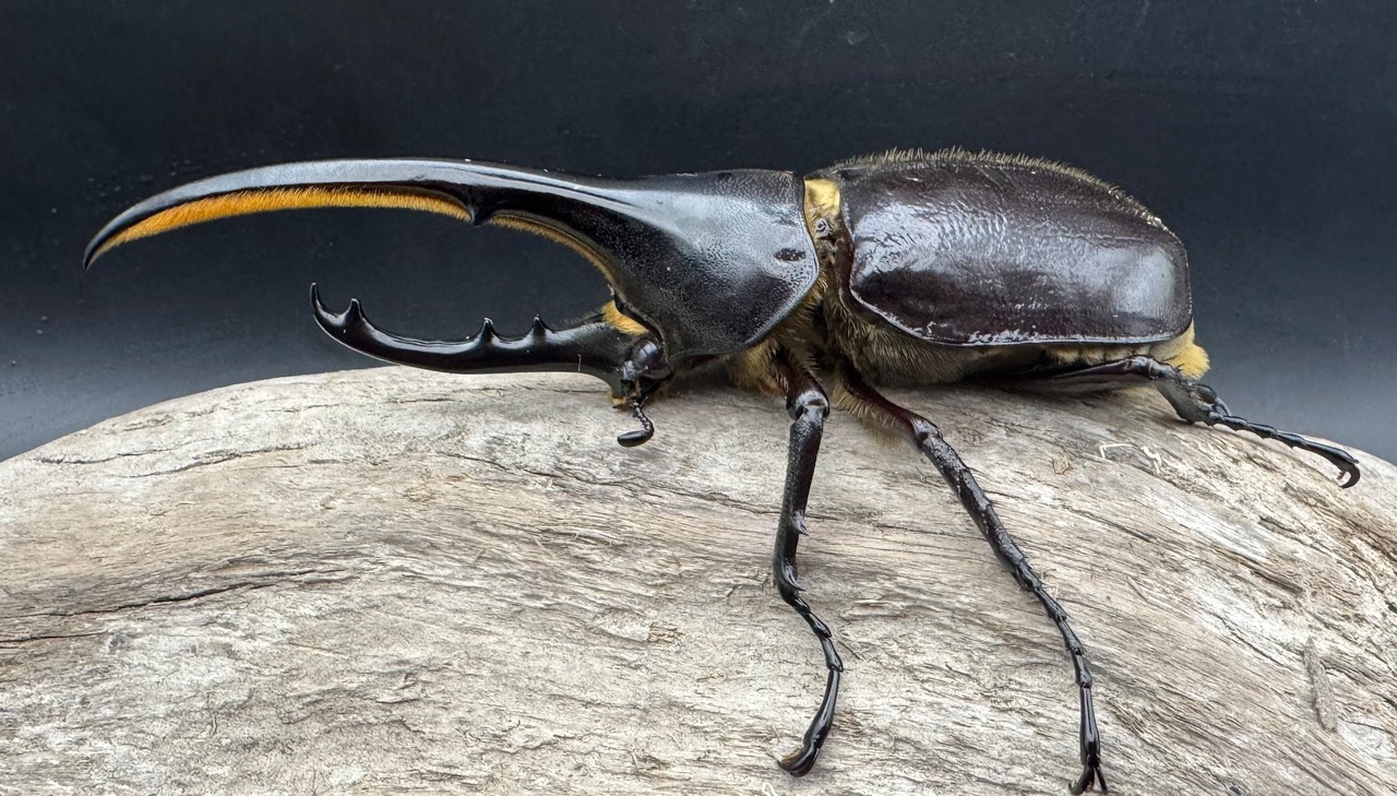 《ヘラクレス・ヘラクレス 127mm ペア》