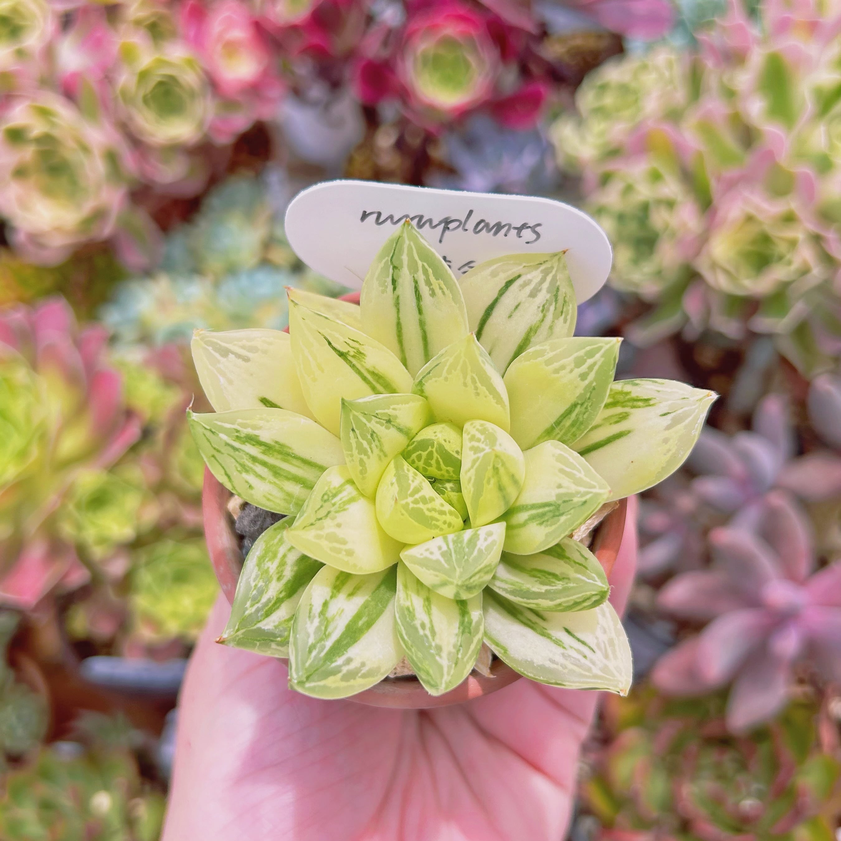 多肉植物。 ラス錦抜き苗13頭 743現物 多肉植物 宝草錦 抜き苗 | るる農園~多肉植物専門