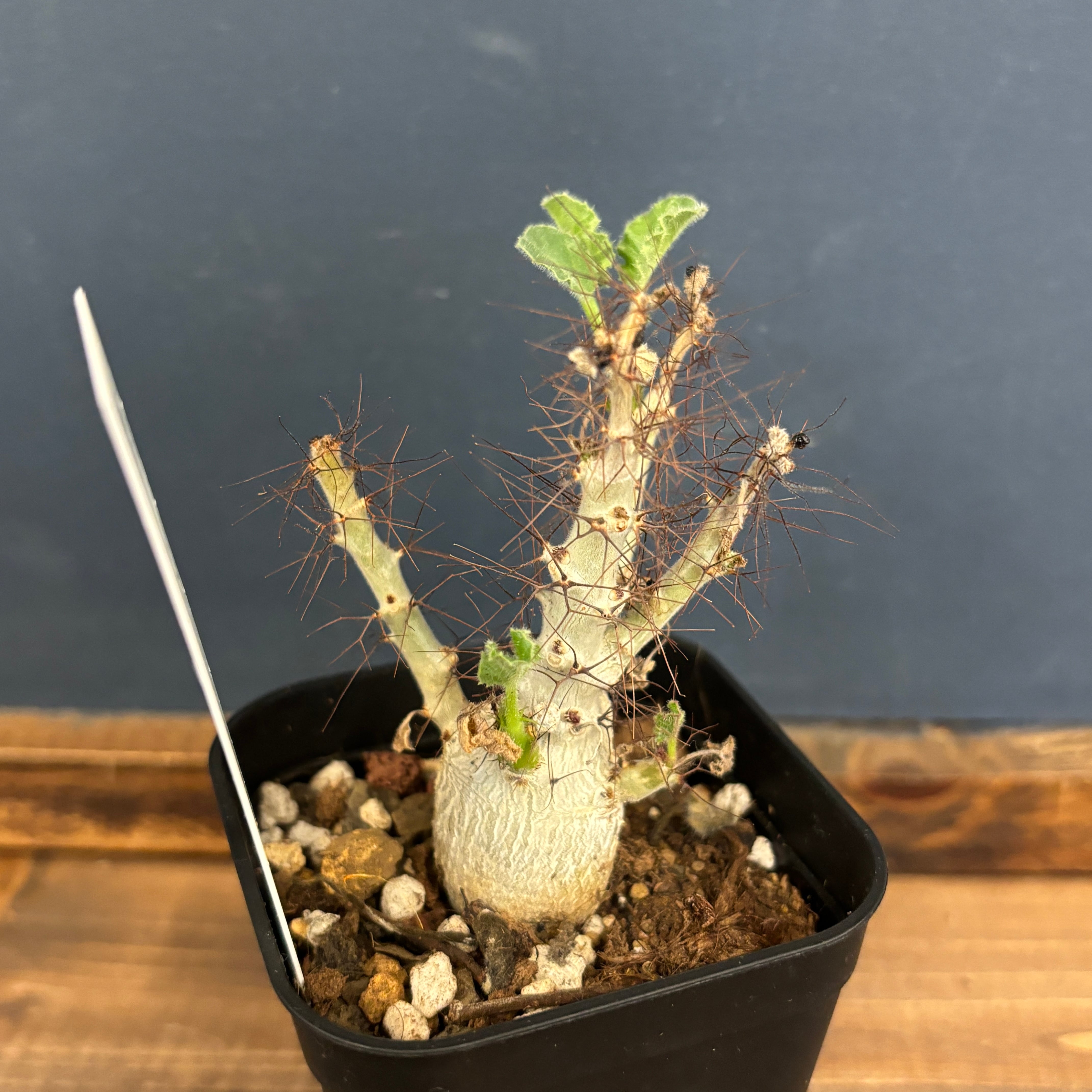 ヤトロファ マルギナータ【619】 | PROTOLEAF プロトリーフ