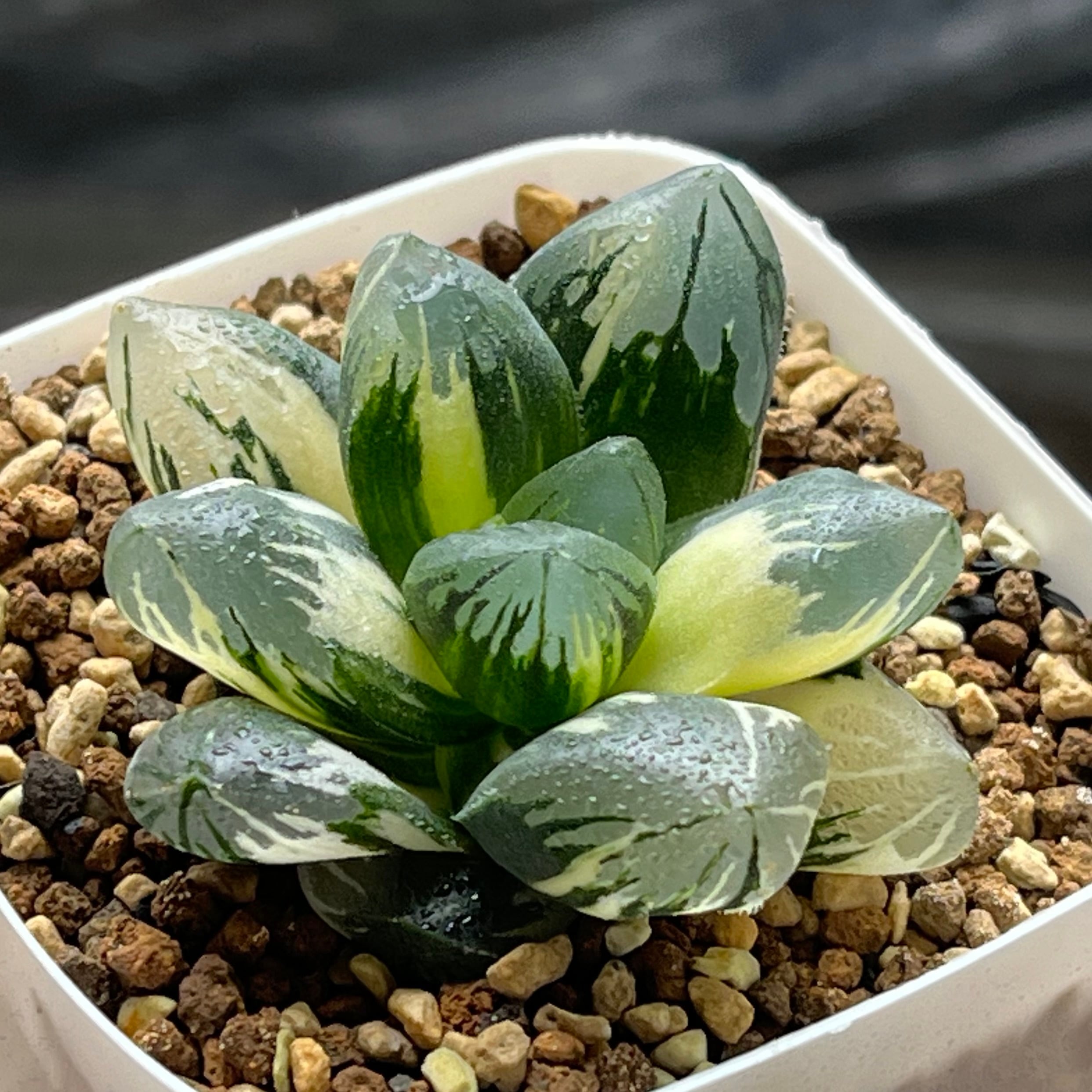 オブツーサ系 | mocono_plants
