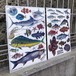 【クリアファイル】海水魚たち【A4サイズ】