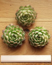 カット苗 ストロベリーアイス陰陽錦 Echeveria 'Strawberry Ice' Yin Yang Variegated