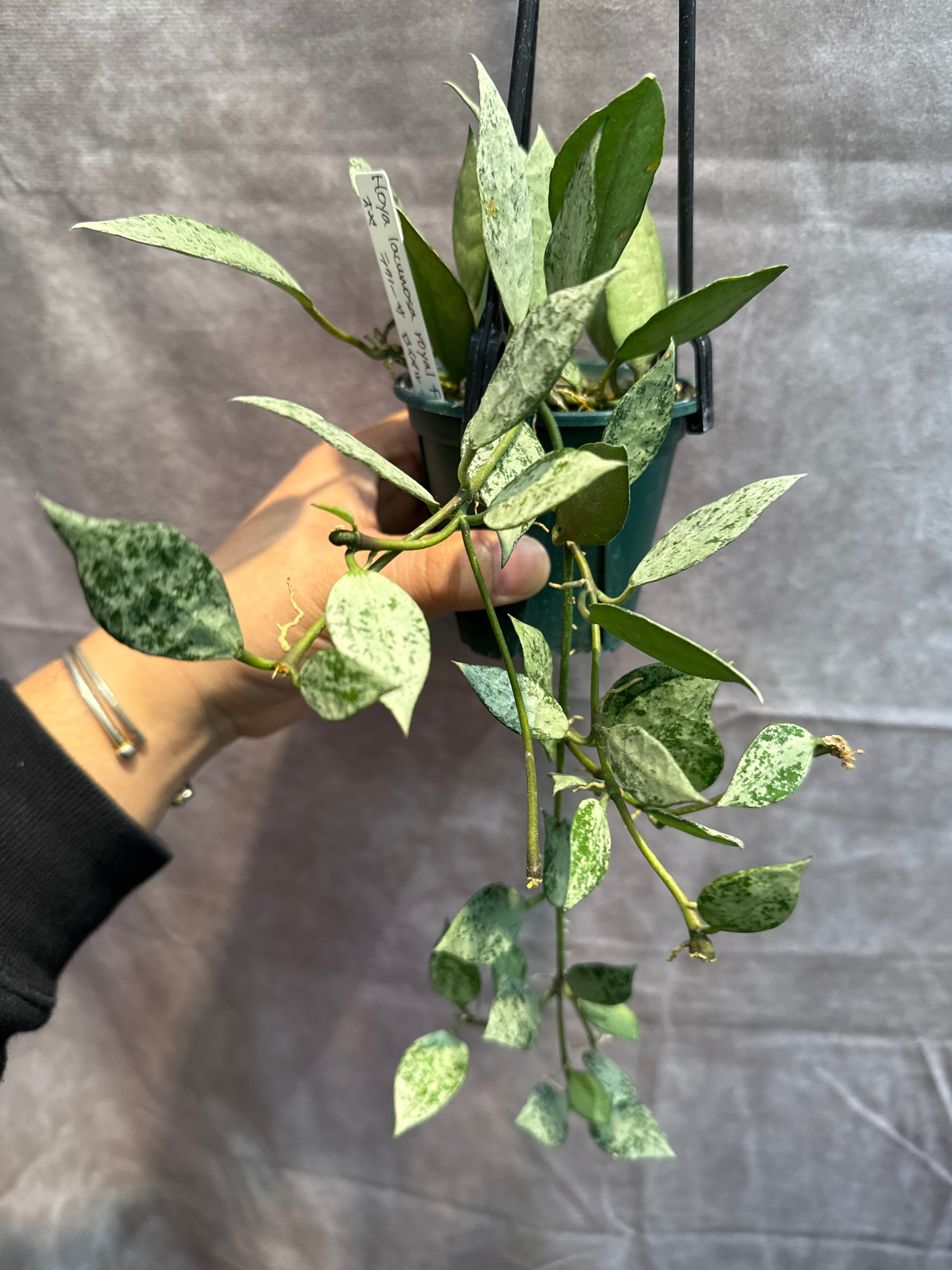 ホヤ ラクノーサ ロイヤルフラッシュ | Gardenえん 【観葉熱帯植物】