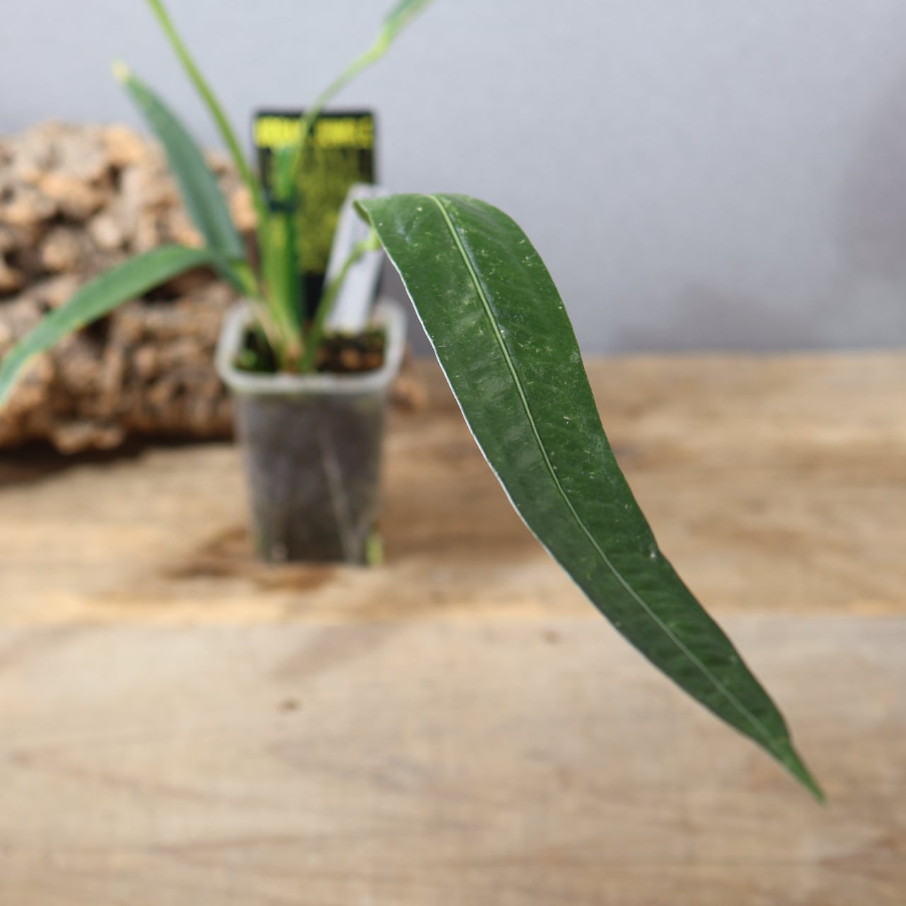 834『urban jungle アンスリウム Anthurium pallidiflorum 'Guazhalan