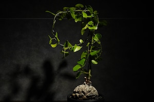 ディオスコレア エレファンティペス 亀甲竜