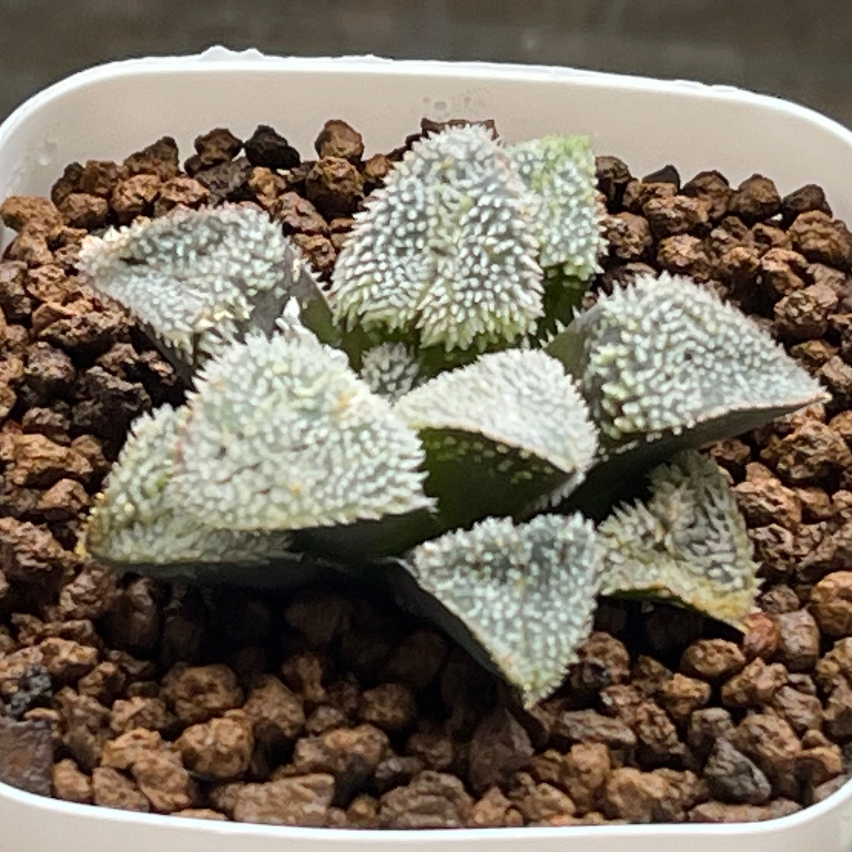 ハオルチア オブツーサ錦 竜珠 | mocono_plants