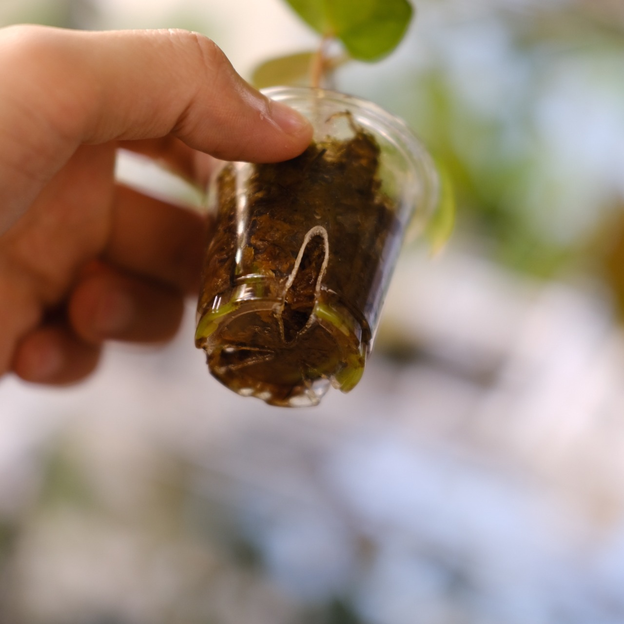 Anthurium Carlablackiae / アンスリウム カーラブラッキー⑫│観葉植物