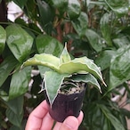 No.1 Sansevieria sp. kismayo サンスベリア キスマヨ 曙班 【送料全国一律500円】