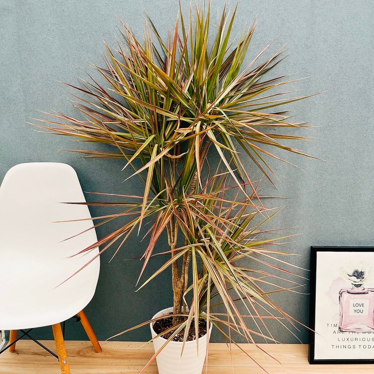 現品］24番 フィロデンドロンセローム ホープ 幹上 観葉植物 室内 大型