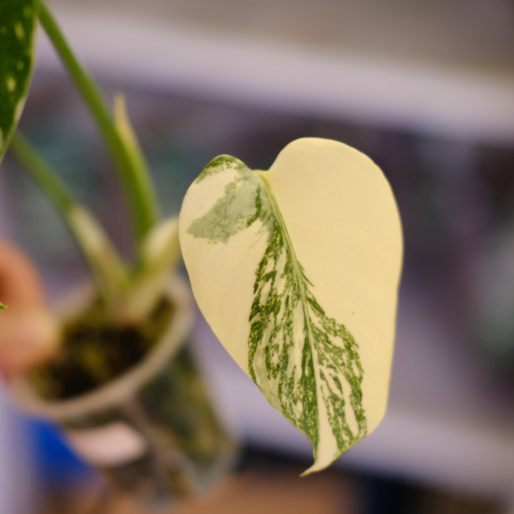 Monstera Thai Constellation｜モンステラ タイコンステレーション③