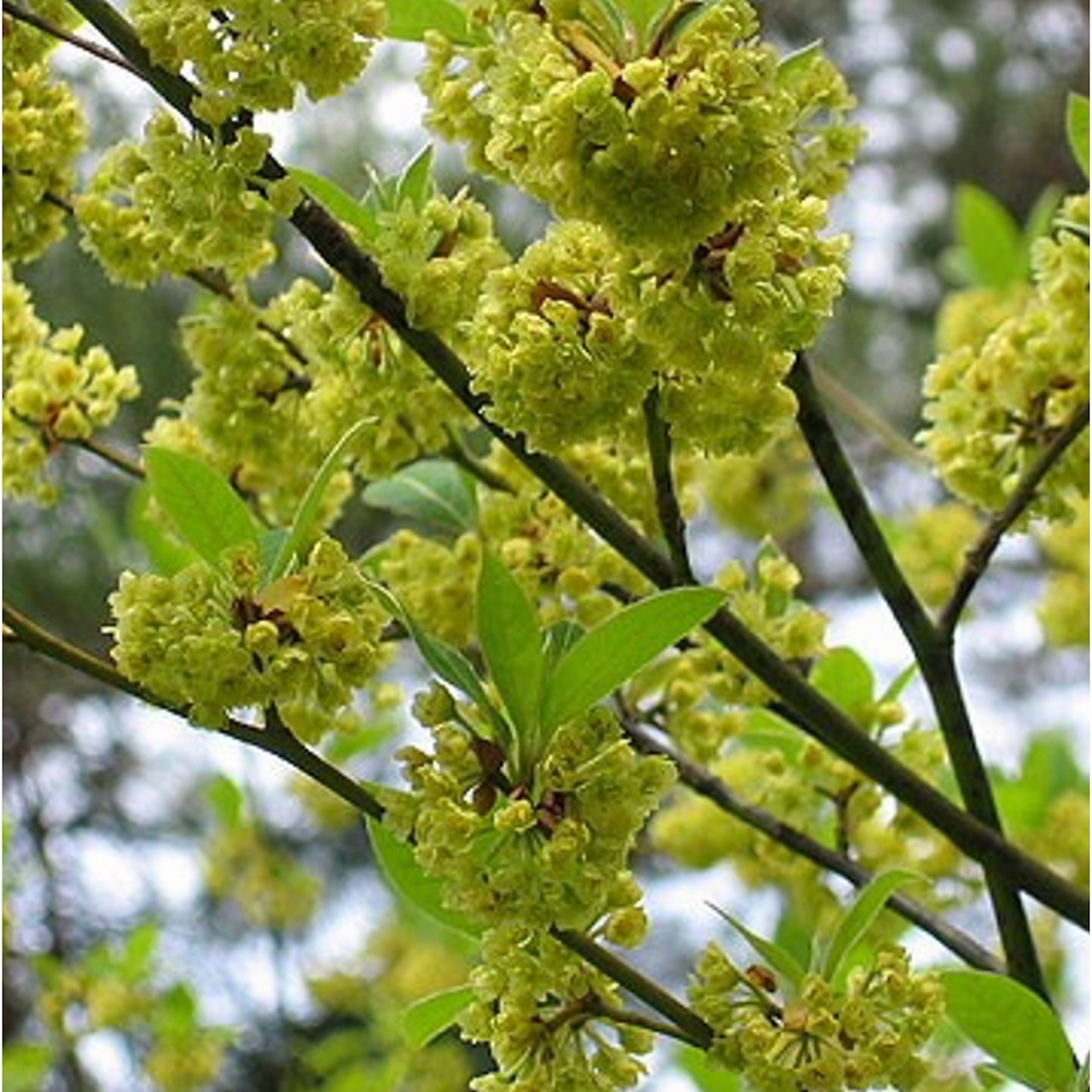 【自然栽培　国産ハーブティー】クロモジ茶（農薬・化学肥料不使用）