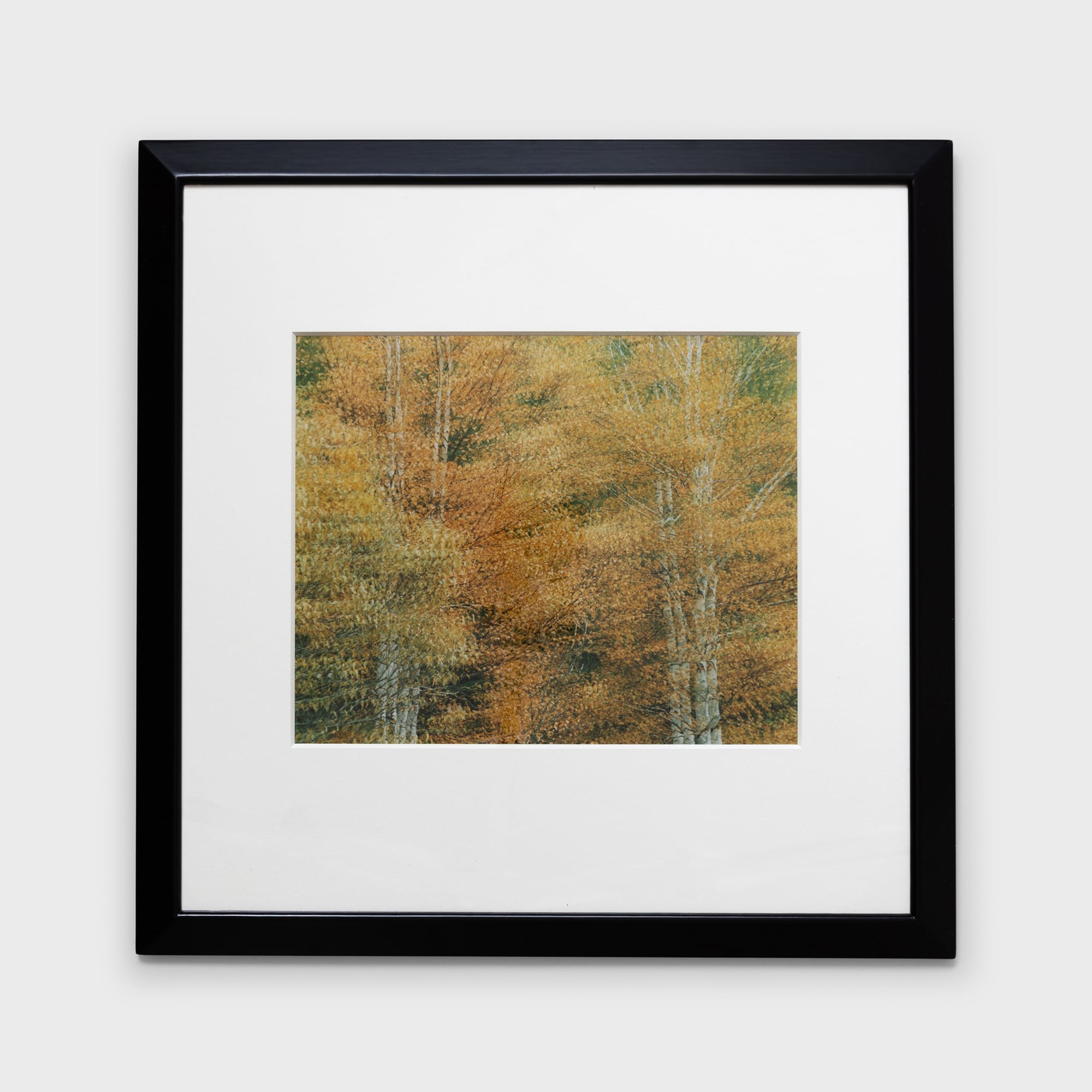 前田真三額装写真「秋の彩り」黒木額〈展示品〉 | 拓真館 TAKUSHINKAN