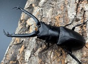 即ブリ《ギラファノコギリ亜種ケイスケ 80mm ペア》