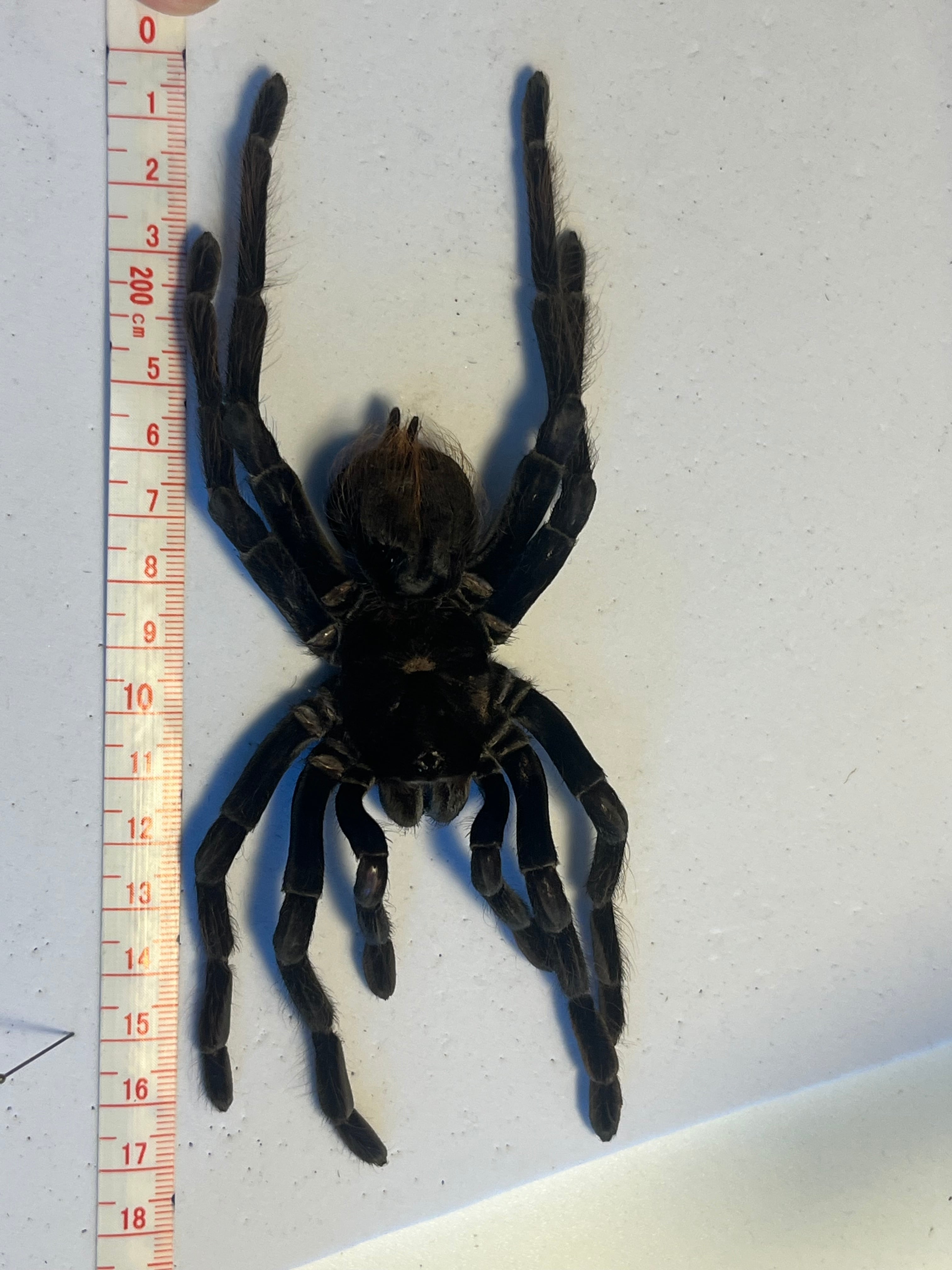 特大標本】ボリビアンスティーリーブルータランチュラ LS17cm程ムカデ