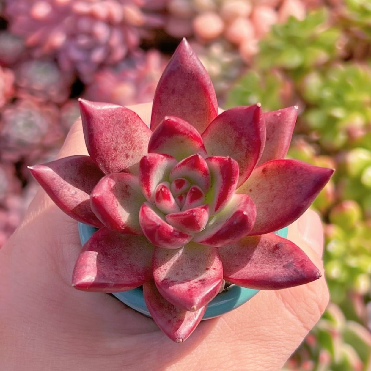 リエ様　多肉植物棚　DQ-OS30 リエ様 多肉植物棚 DQ-OS30 リエ様 多肉植物棚 DQ-OS30 リエ様