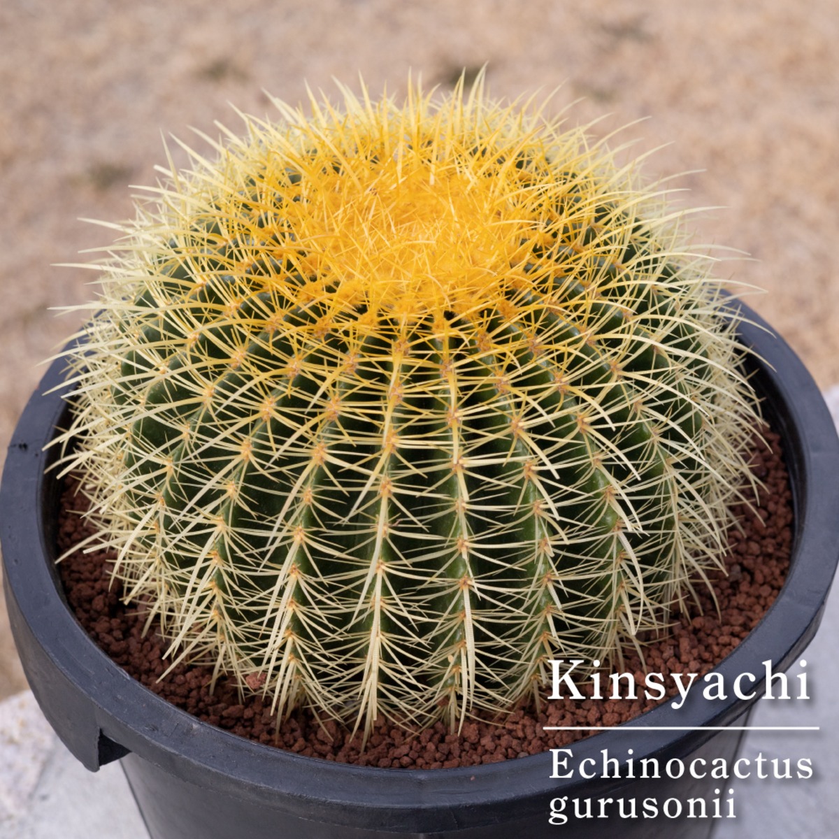 金鯱 サボテン Kinsyachi Echinocactus grusonii 特大 12号 ナーセリー 