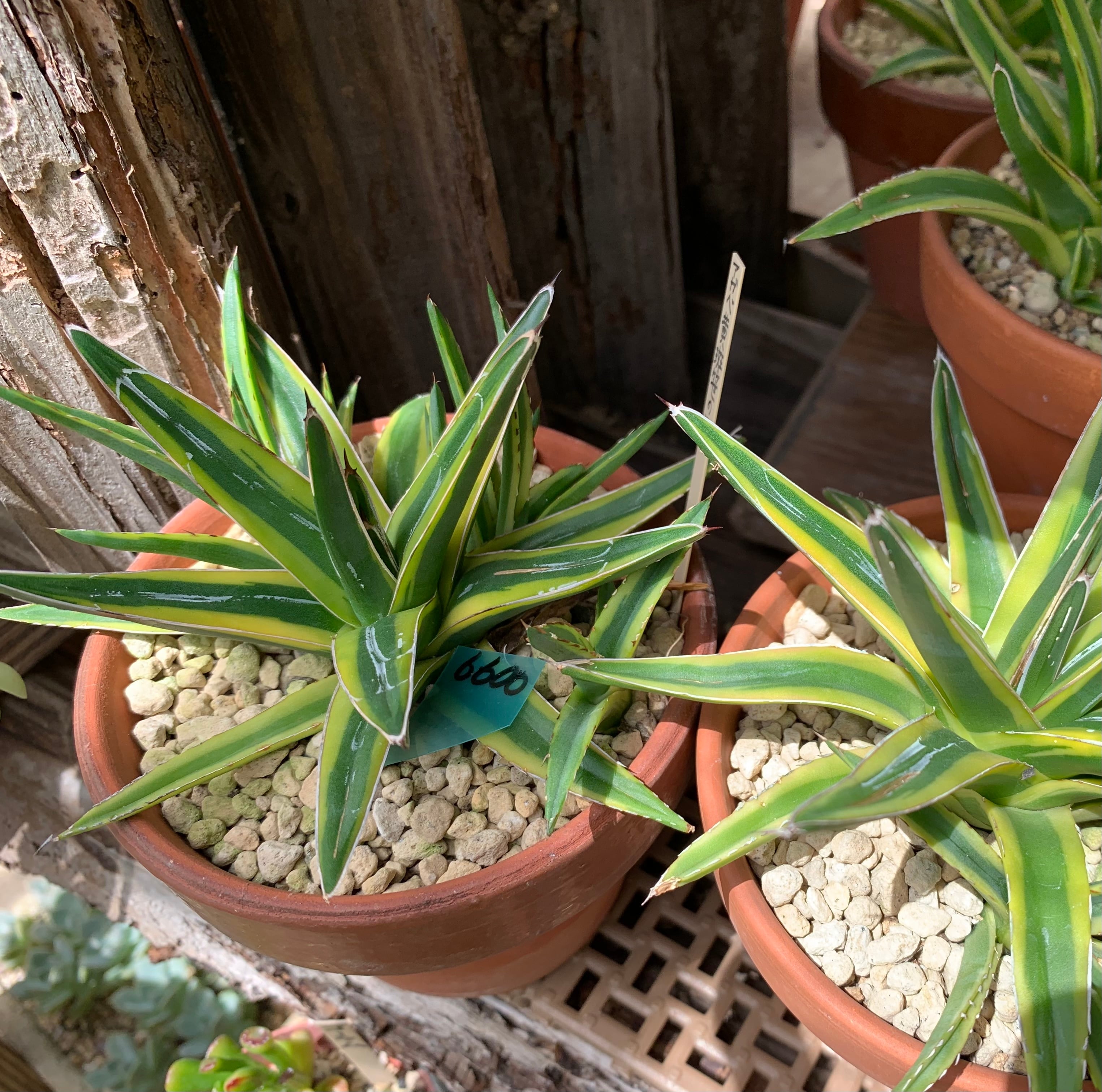 ⑧アガベ笹の雪 victoriaereginae アガベ 笹の雪 Agave victoriae reginae | mana's farm:塊