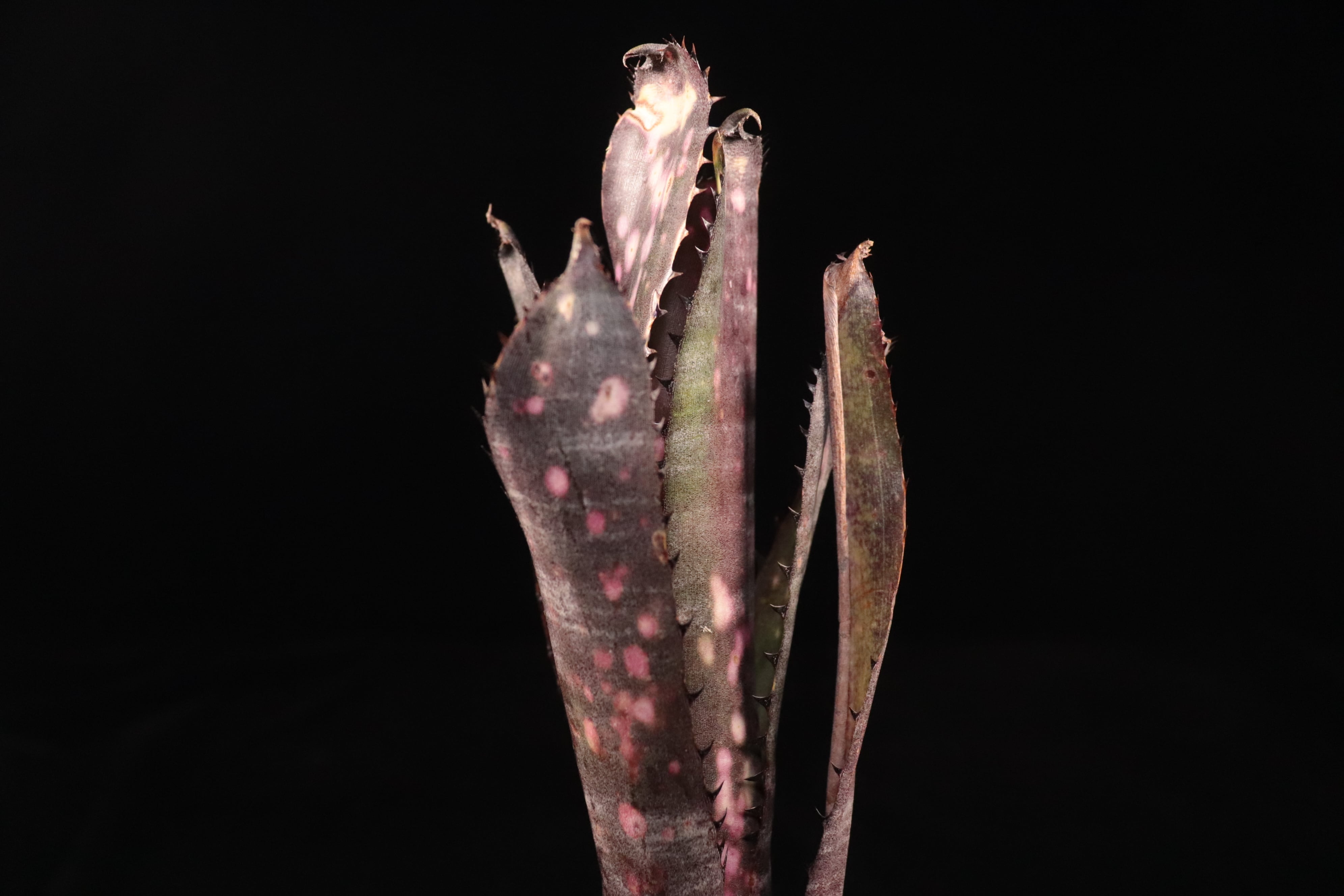 ブロメリア・エアープランツ Billbergia Kolan Purple Piranha 送料無料】Billbergia 'Kolan Purple Piranha'〔ビルベルギア〕現品