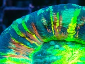 【過去最高レベル】SelectionAussieShip Scolymia MasterGrade ”InvincibleRainbow"