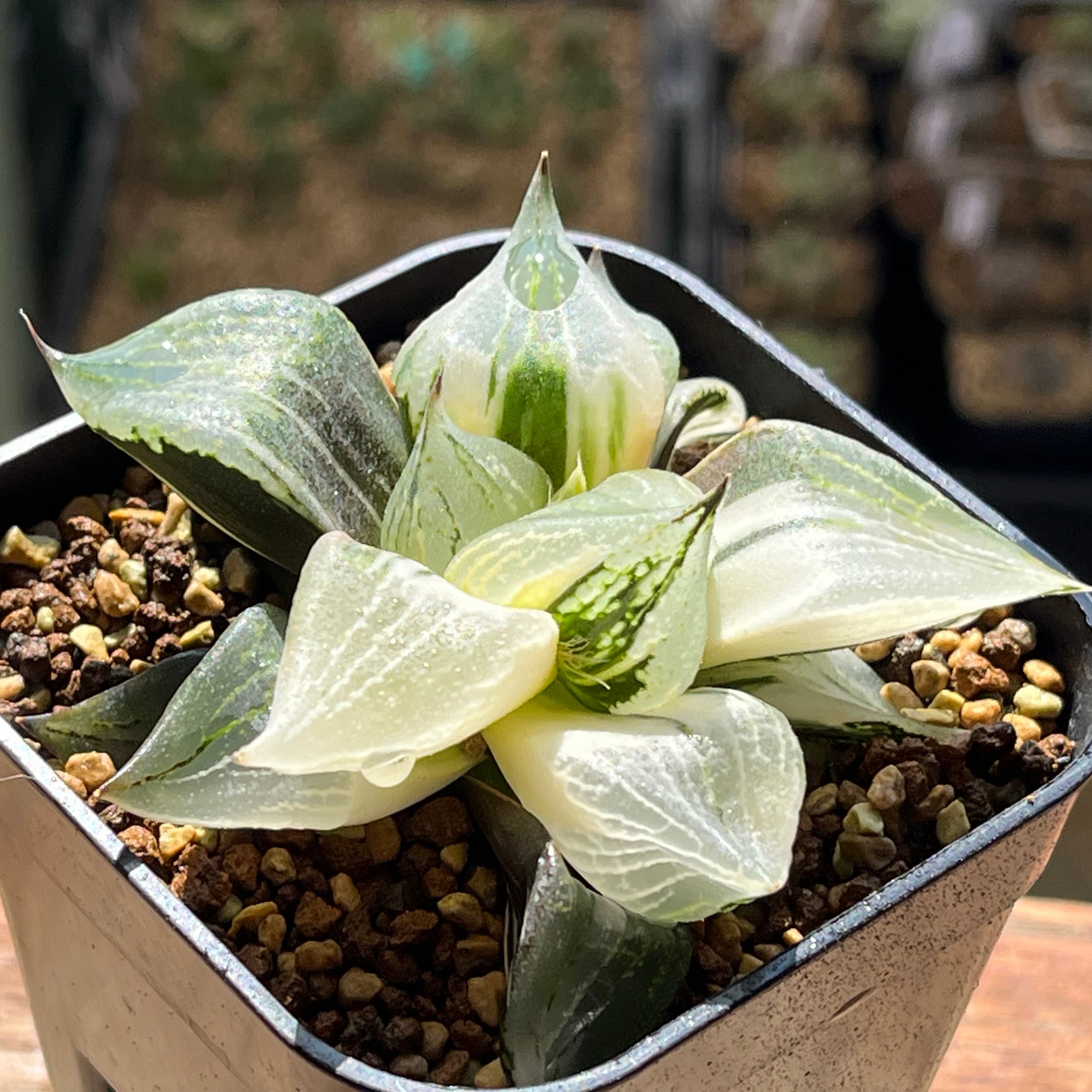 mocono_plants