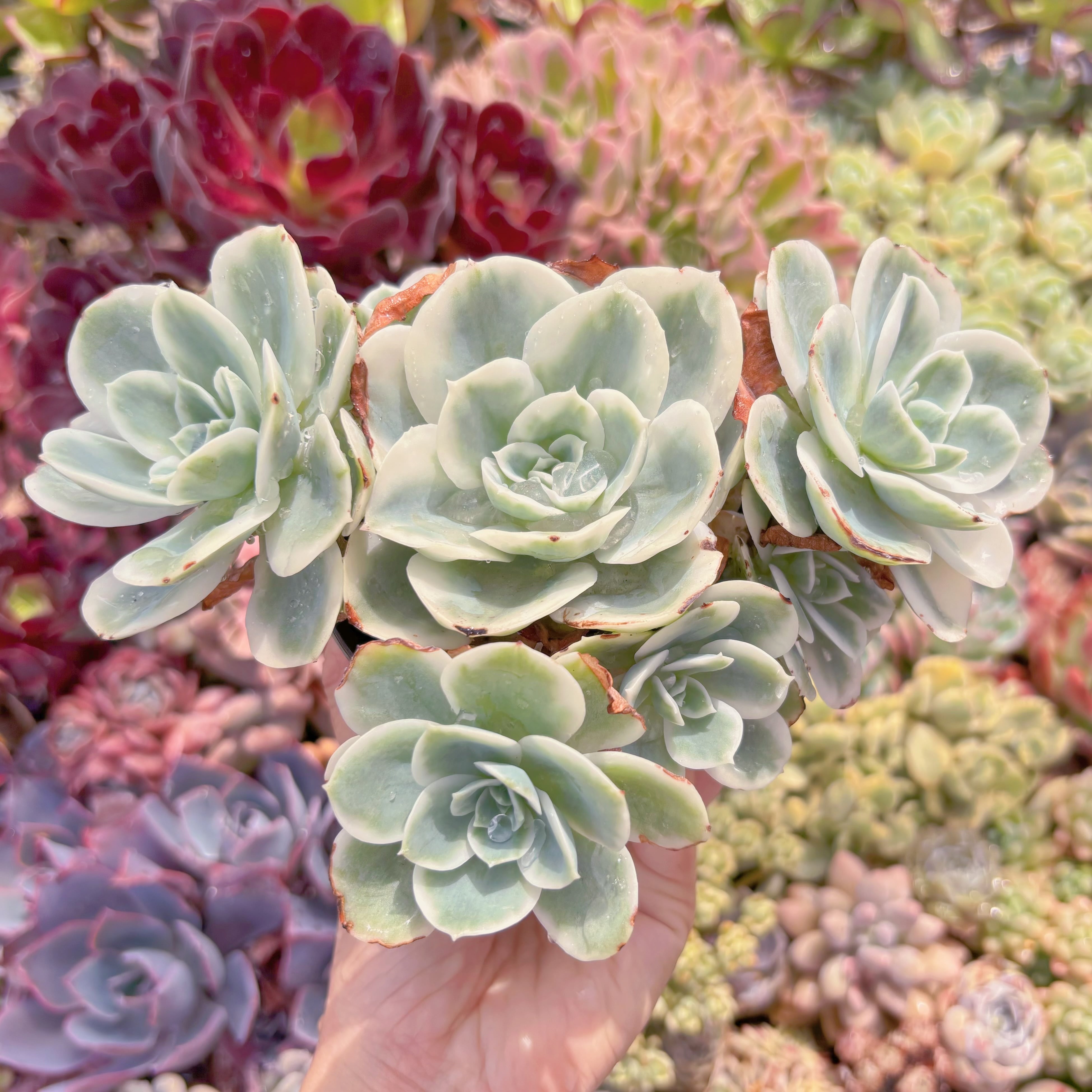 現品　レモンローズ錦#541　群生　新入荷　るる農園