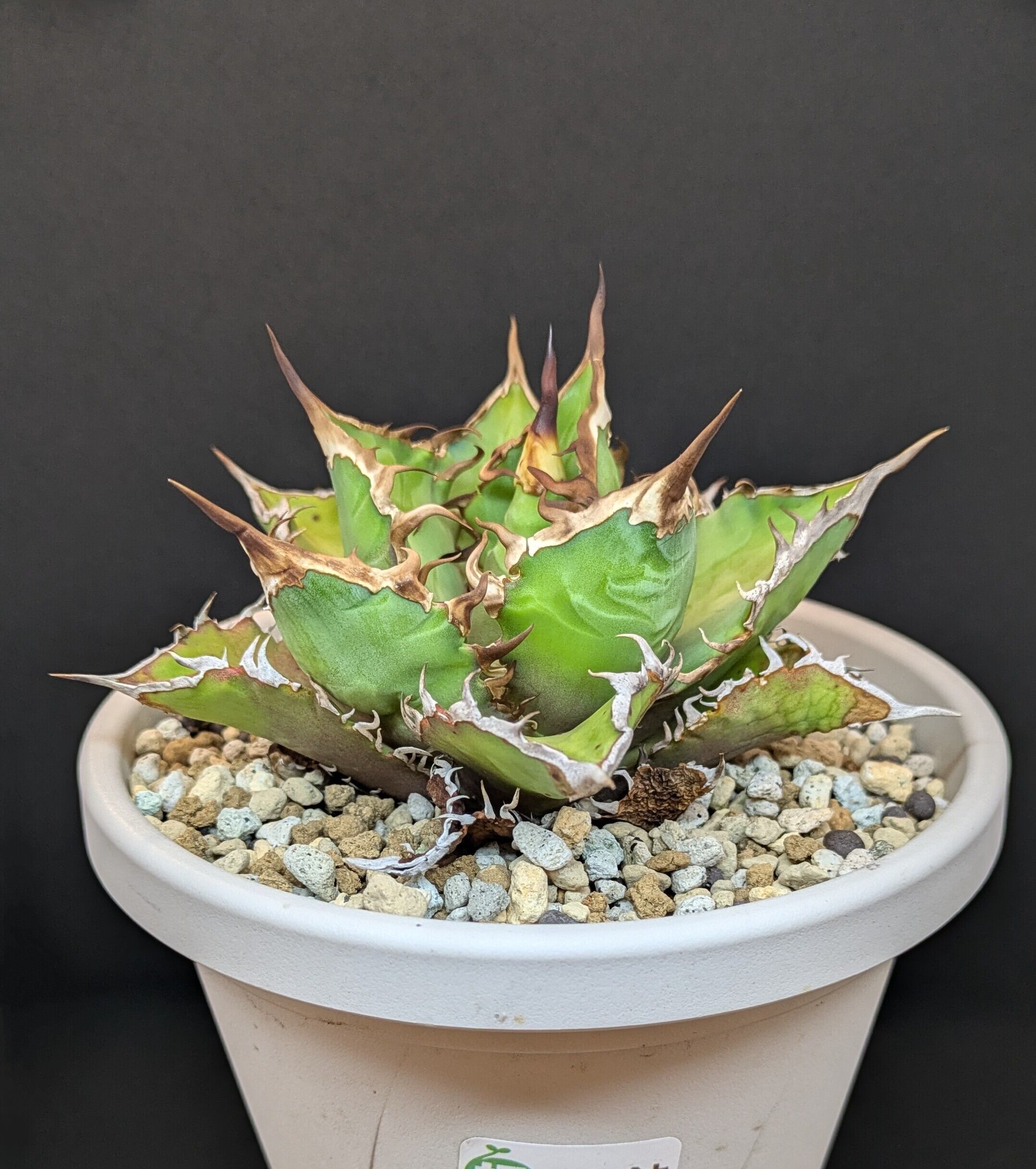 断捨離】お得 チタノタ 8株セット US株 アガベ