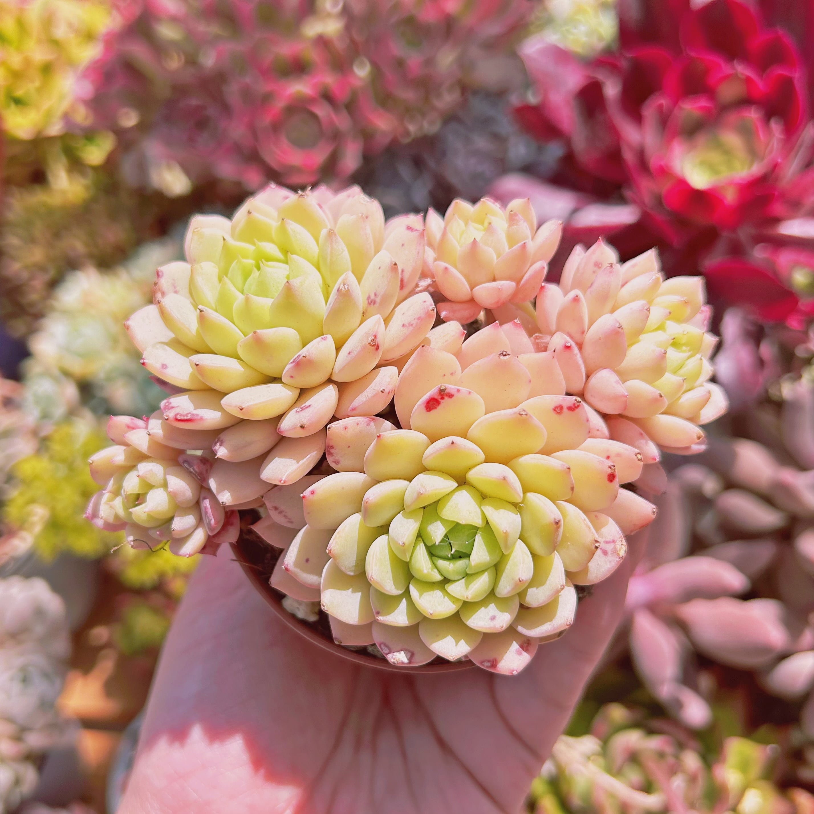 多肉植物 Echeveria マチカ 3～4頭 大群生 | るる農園~多肉植物専門