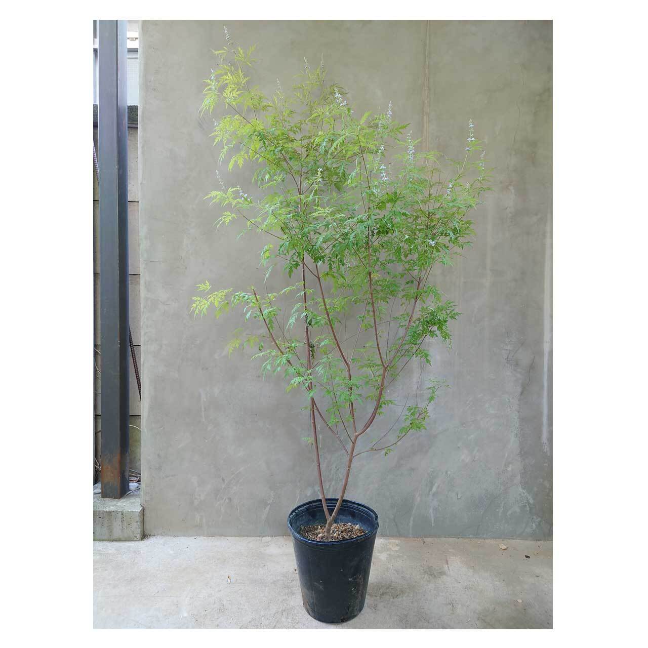 Vitex negundo var.heterophylla | Seeding
