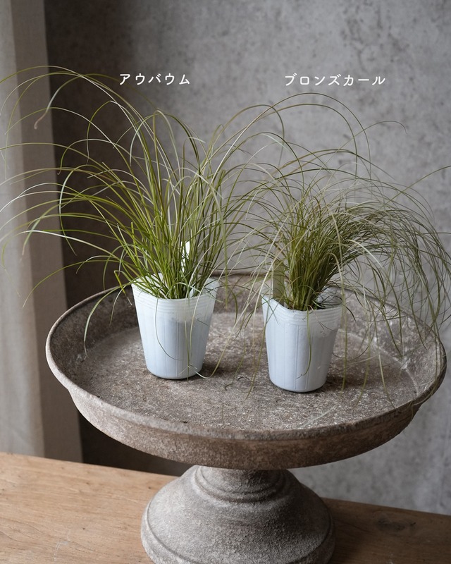 カレックス　２種　2.5号