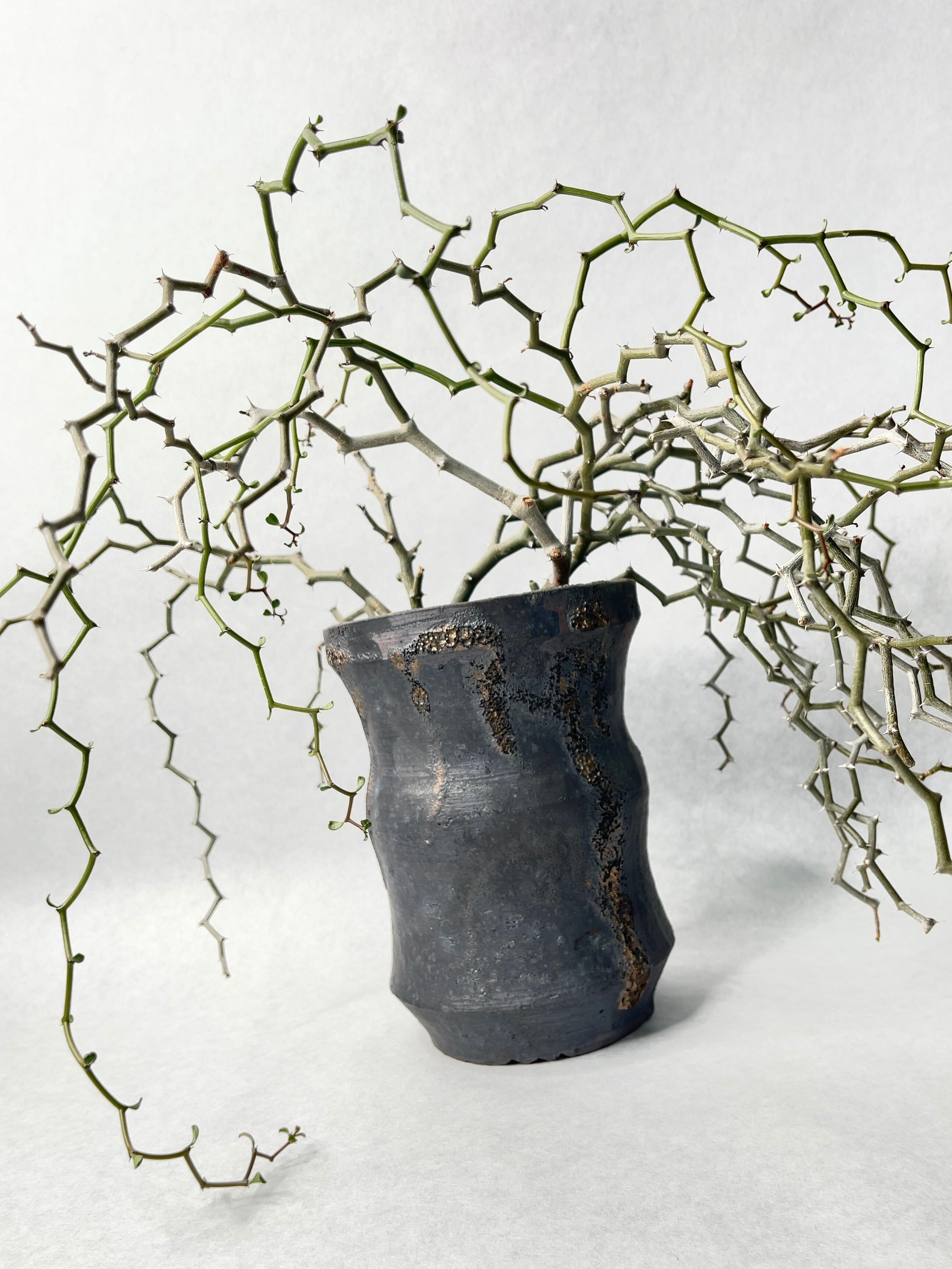 デカリア・マダガスカルカリエンシス | trigger