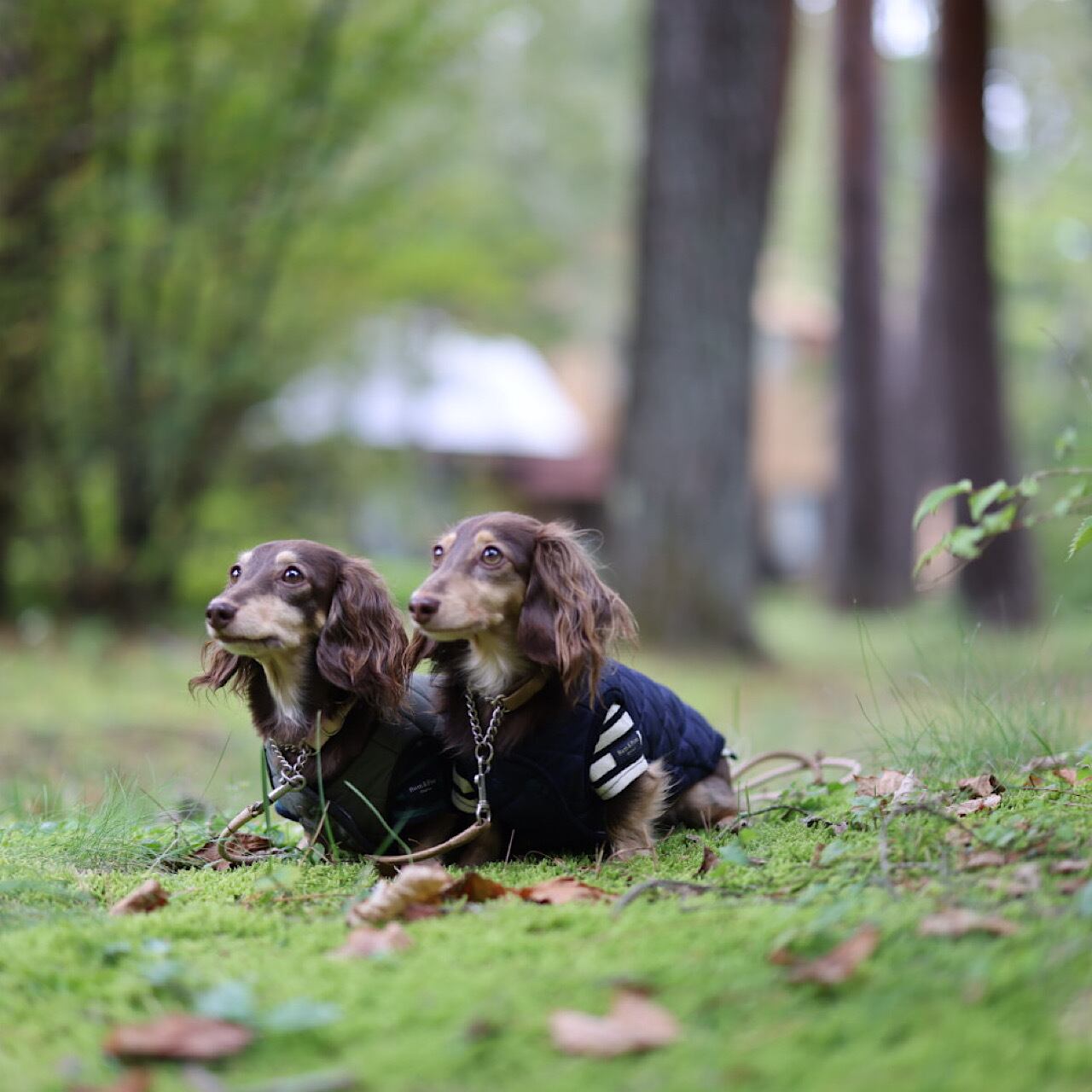 ダックスフンド柄　キルティングジャケット　カーキ キルティングジャケット | カニンヘンダックスとミニチュアダックス