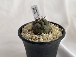 Copiapoa cinerea　コピアポア　シネレア　黒王丸　サボテン