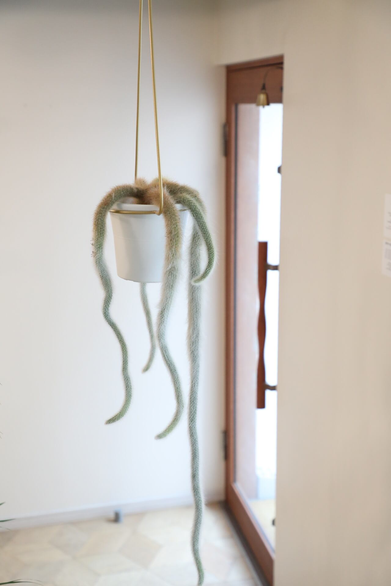 M】ヒルデウィンテラ カラデモノニス/さるのしっぽ ※ゴールド