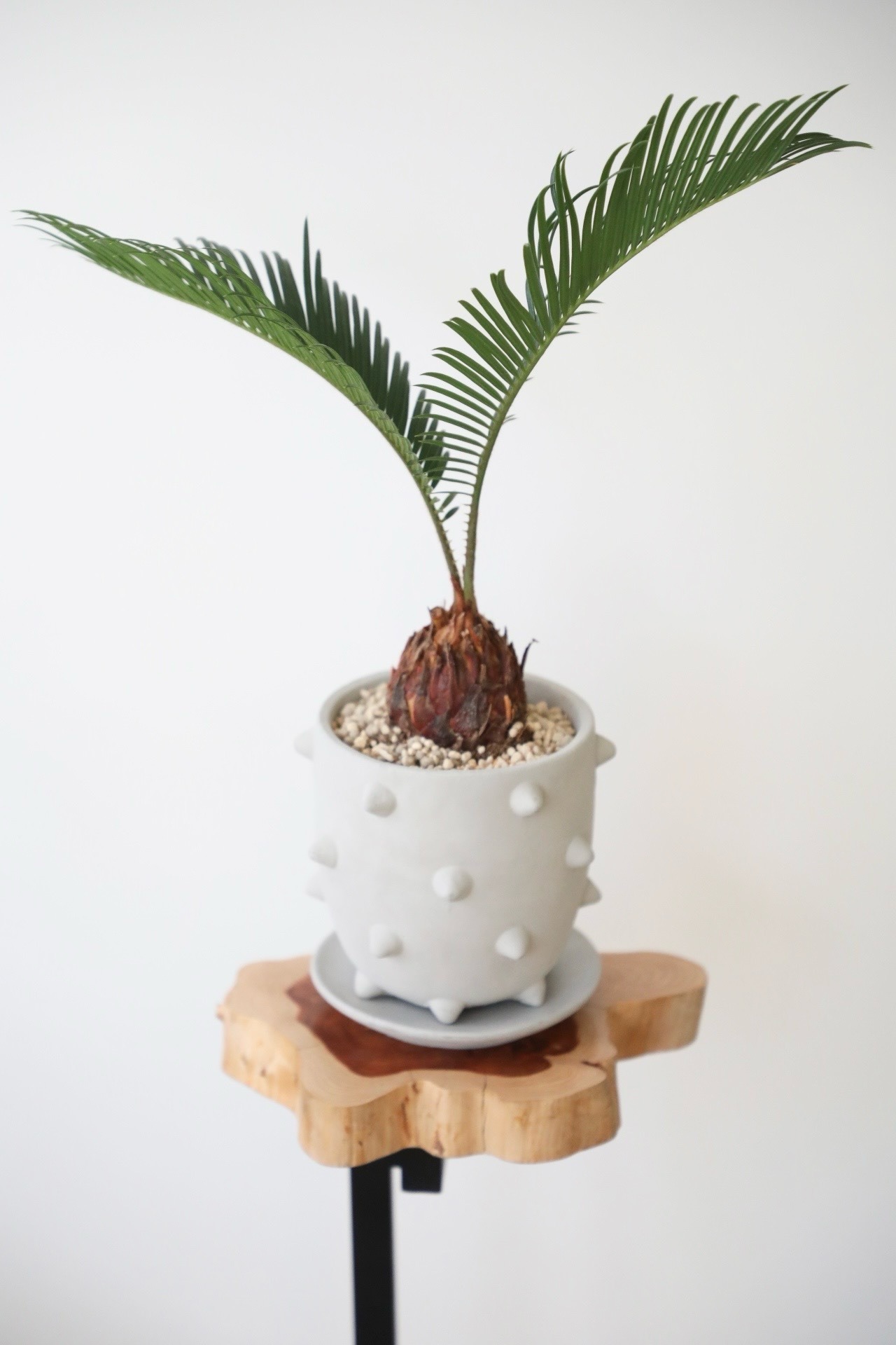 ソテツ(蘇鉄)/Japanese sago palm　※陶器鉢付き