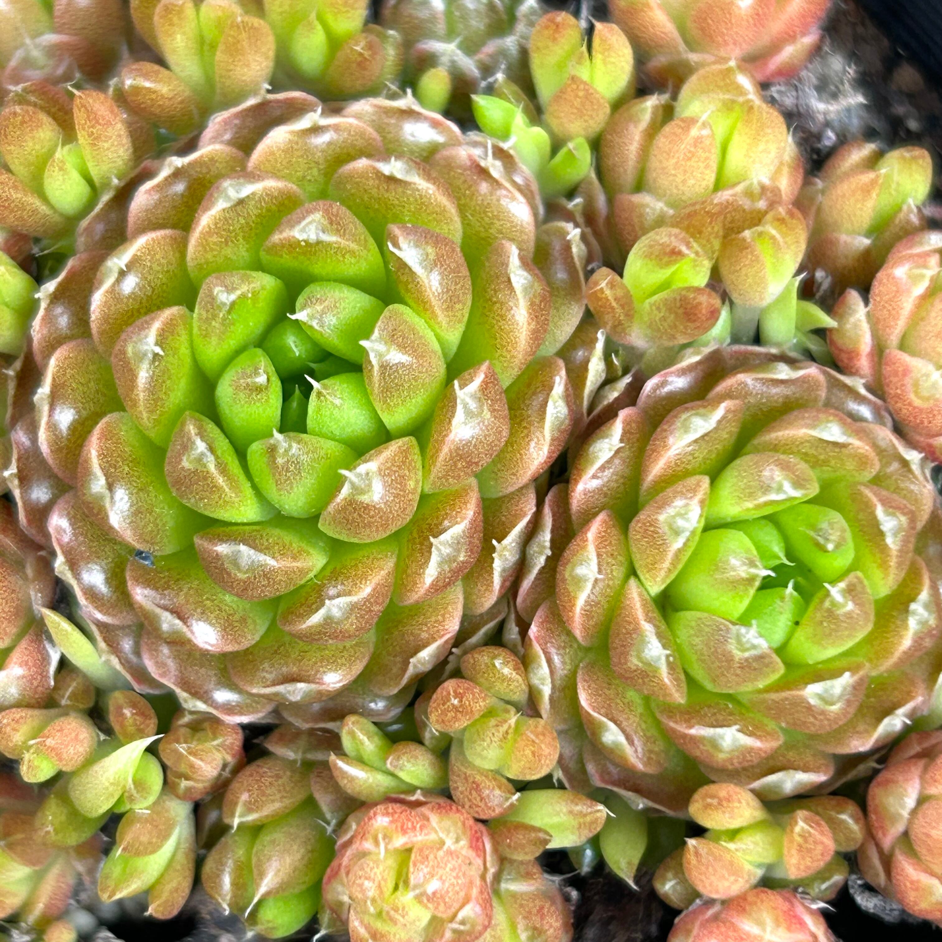 爪蓮華(ツメレンゲ) | RuPo 多肉植物専門店