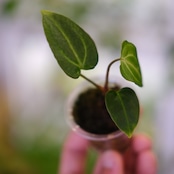 Anthurium Carlablackiae / アンスリウム カーラブラッキー⑯│観葉植物