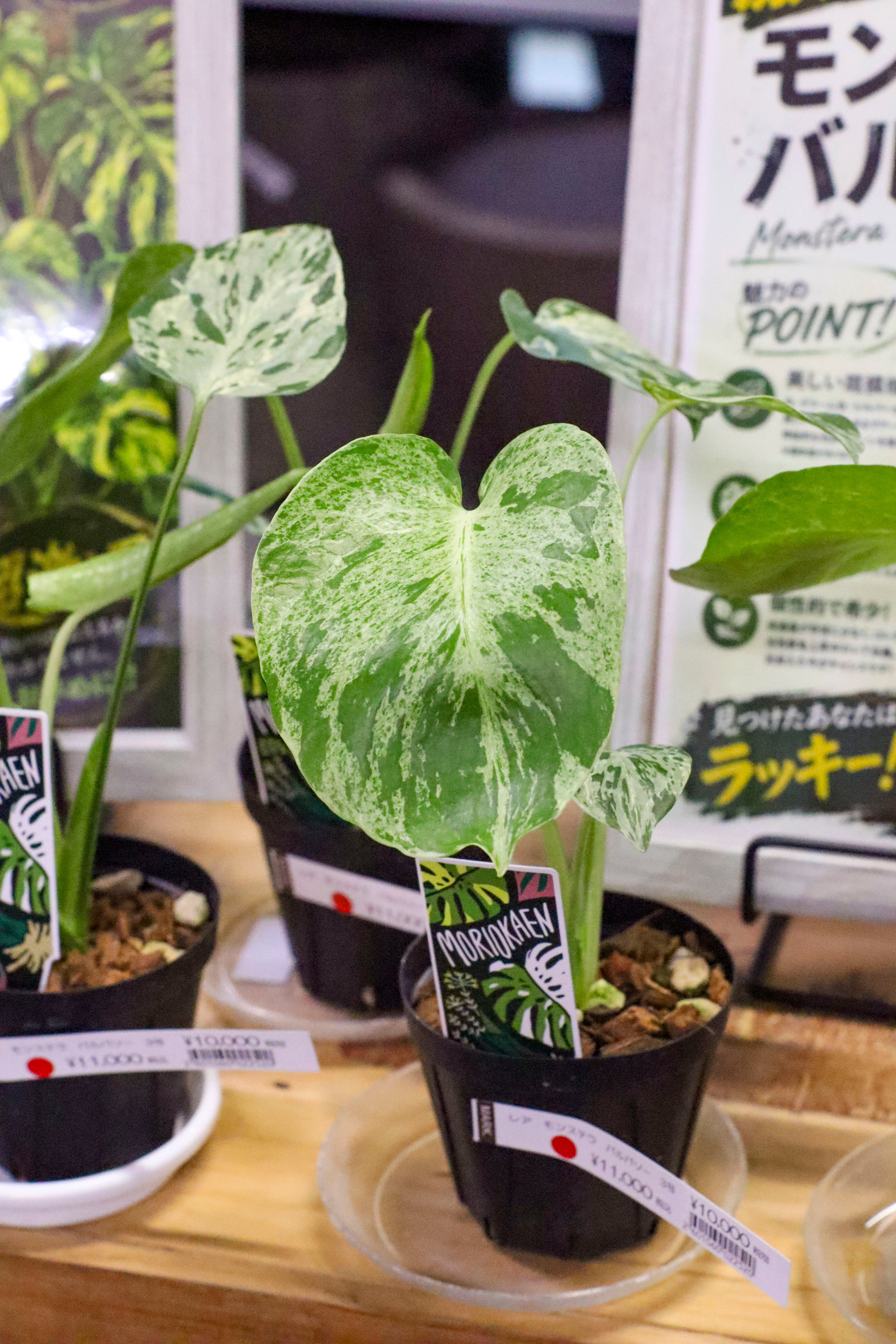 41-61/両小中古（鬼寄せの術）r 寄せ植え1-24 | オニ通