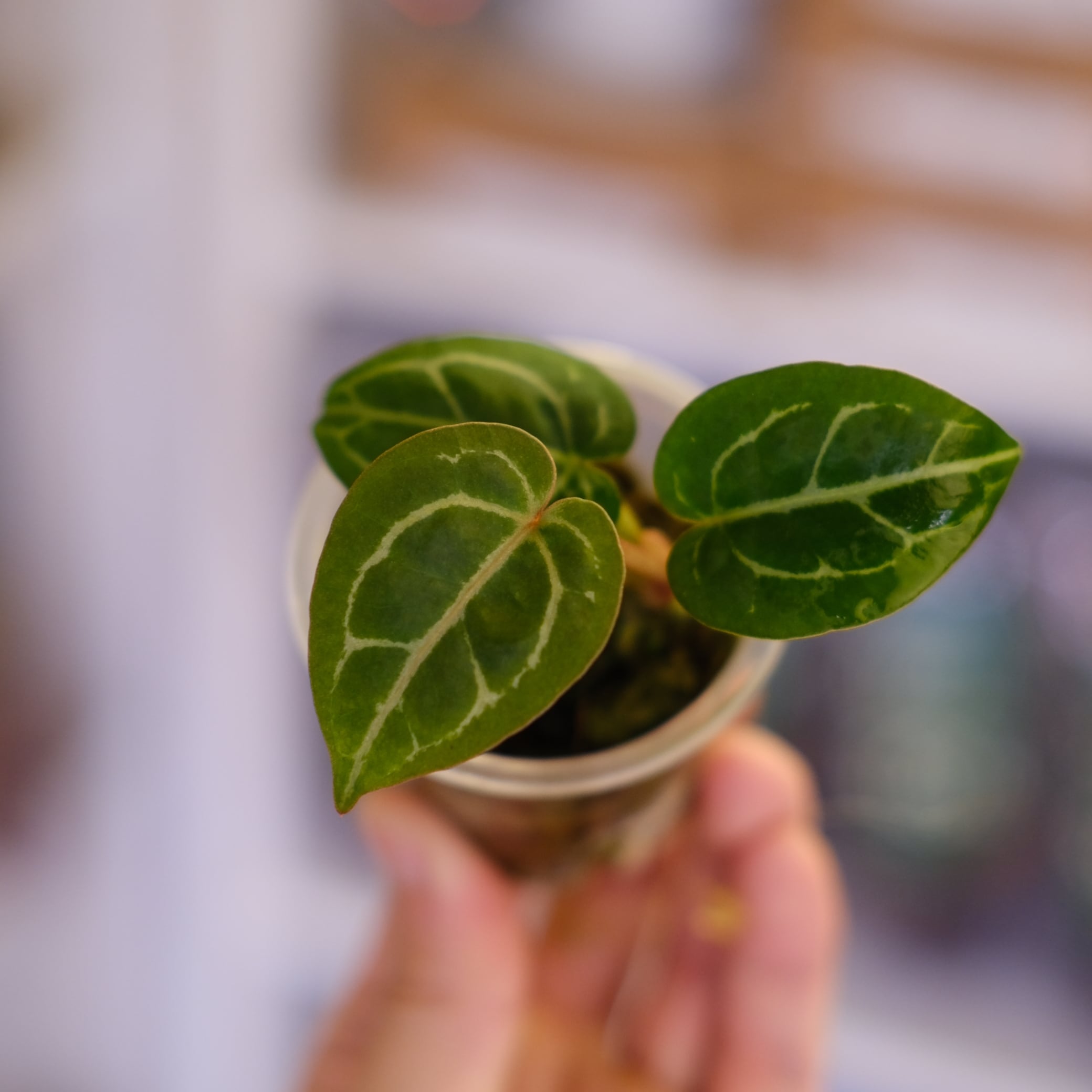 注目の希少植物｜tokyoplants recom | tokyoplants (トーキョー