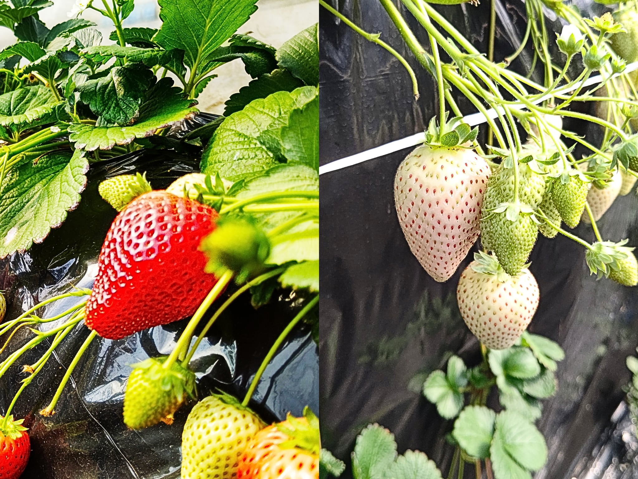 【2/13発送分】<産地直送>細谷さんの朝摘み完熟いちご(紅&白) /栃木県真岡産