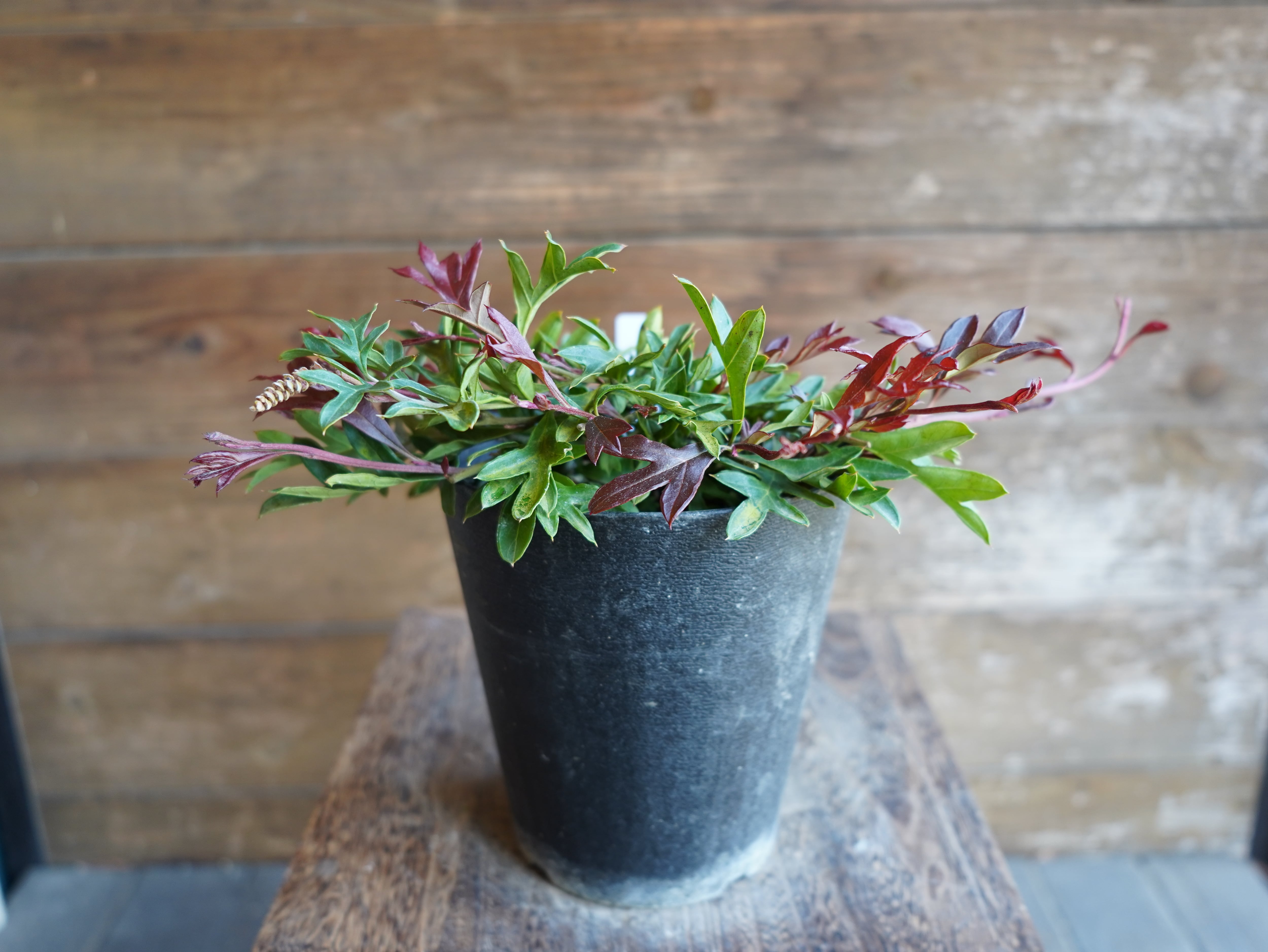 【現物】グレビレア　"ガウディチャウディ"　C