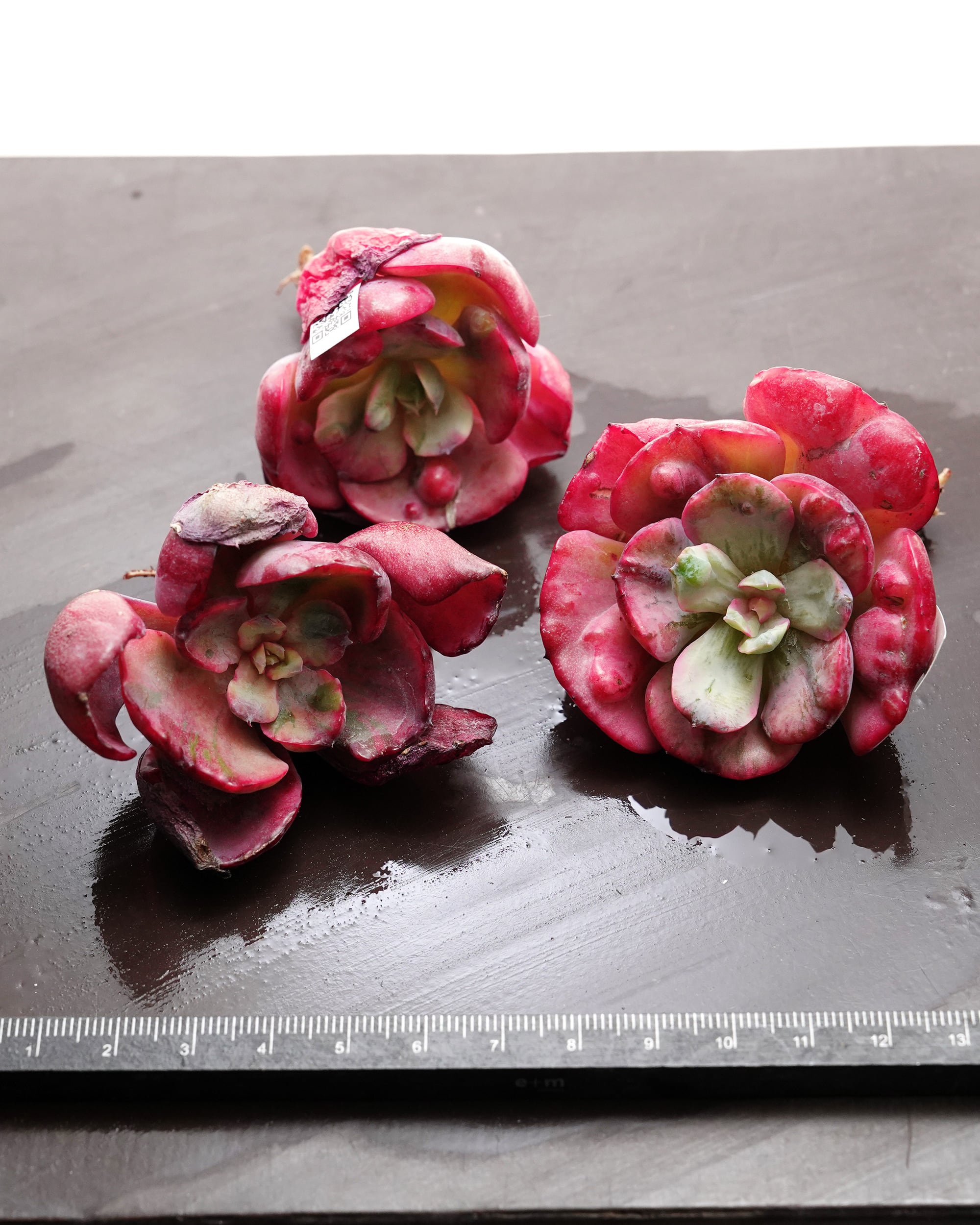 カット苗 レインドロップ錦 Echeveria 'Raindrops Variegated