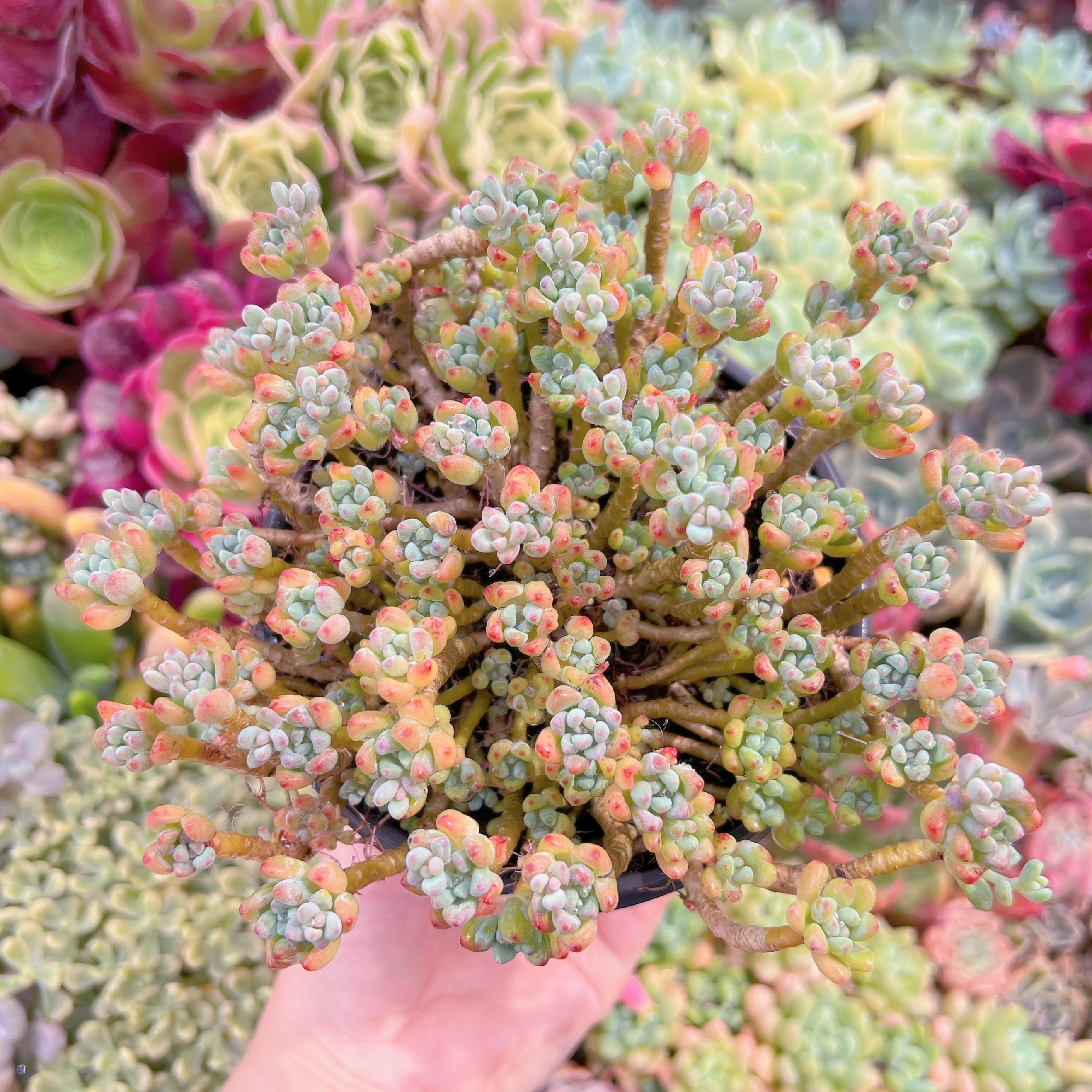 現品　ピンクビーン#689　特大群生　るる農園