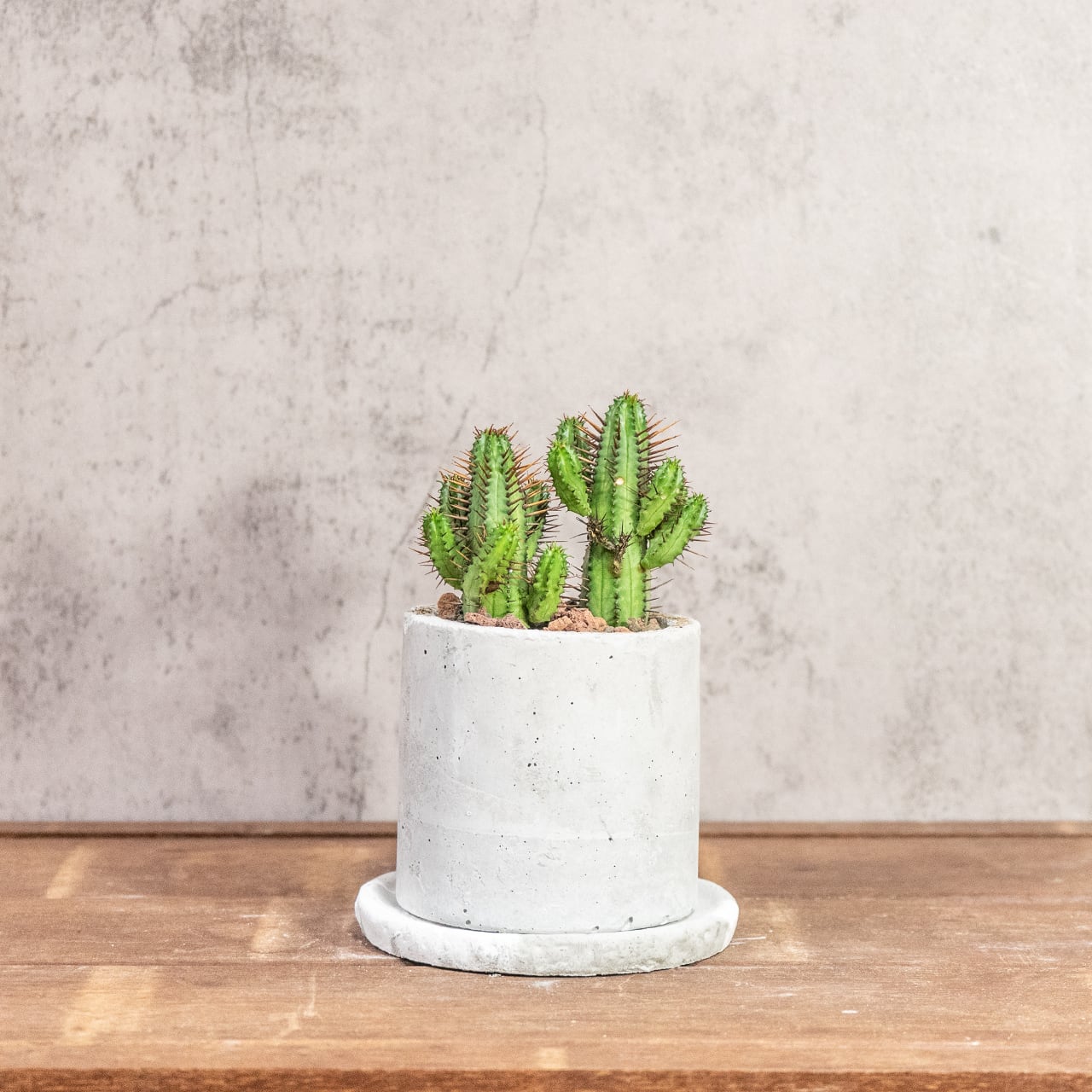 紅彩閣（ユーフォルビア・エノプラ）｜赤棘と柱状フォルムが魅力のスタイリッシュ多肉【手作りモルタル鉢】